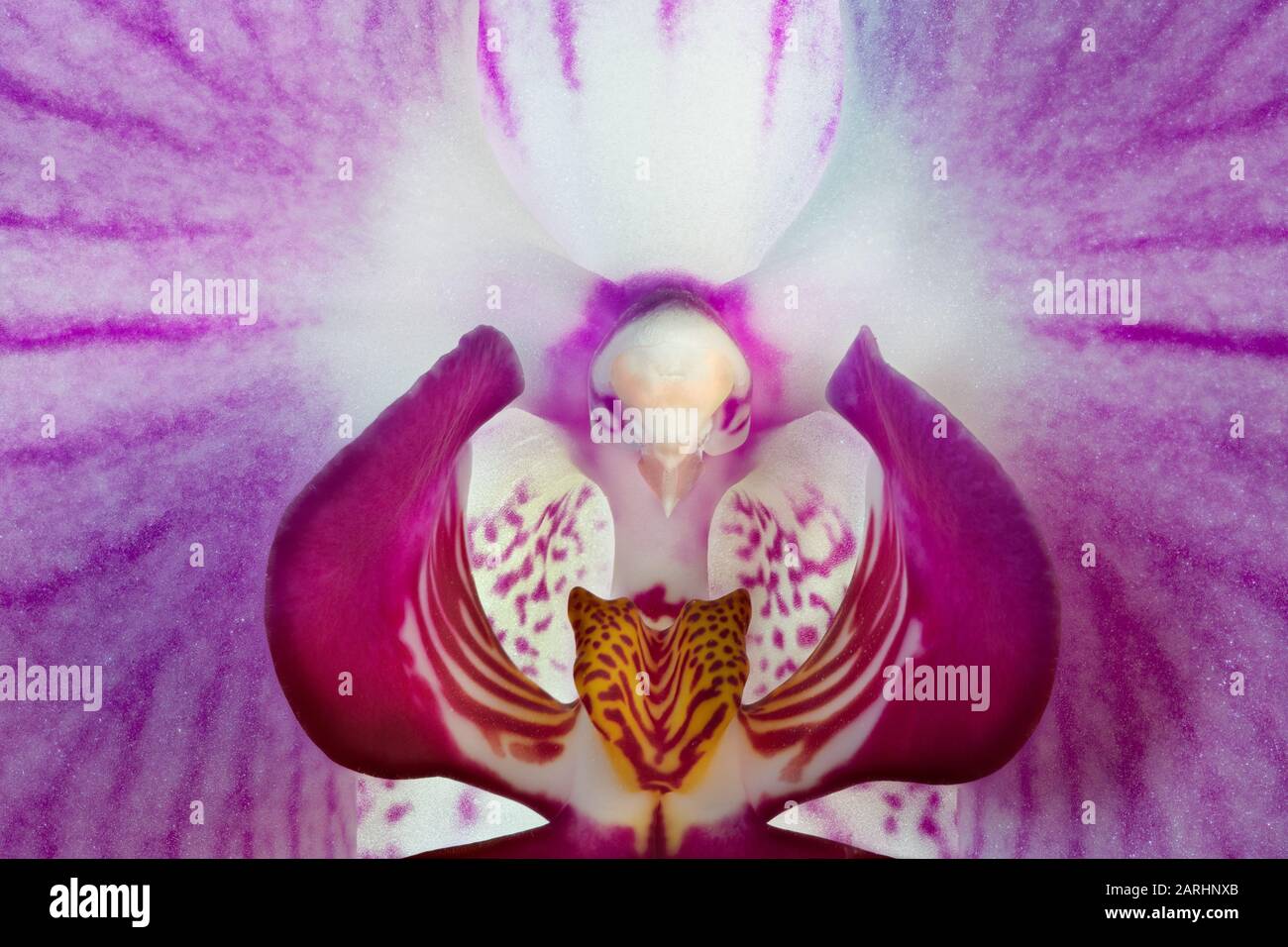 Macro photographie d'une orchidée avec une forme qui ressemble à un oiseau Banque D'Images