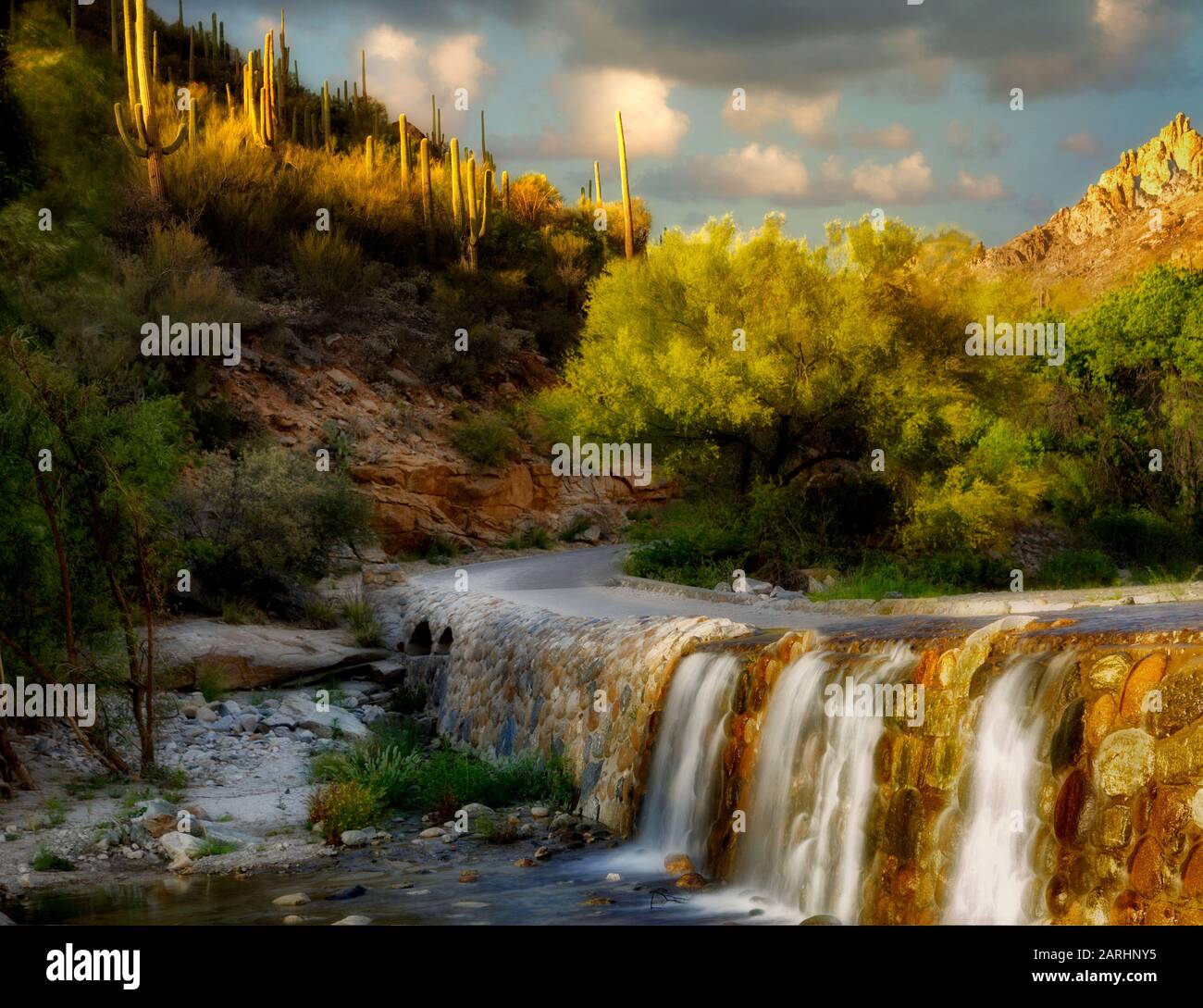 Route dans le canyon Sabino avec arbre Palo Verde en fleurs et cascade. Arizona Banque D'Images