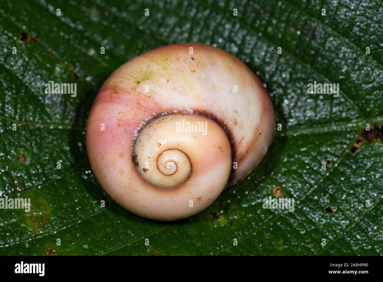Giant Land Snail, Acavus Phoenix, Site Du Patrimoine Mondial De Sinharaja, Sri Lanka, Banque D'Images