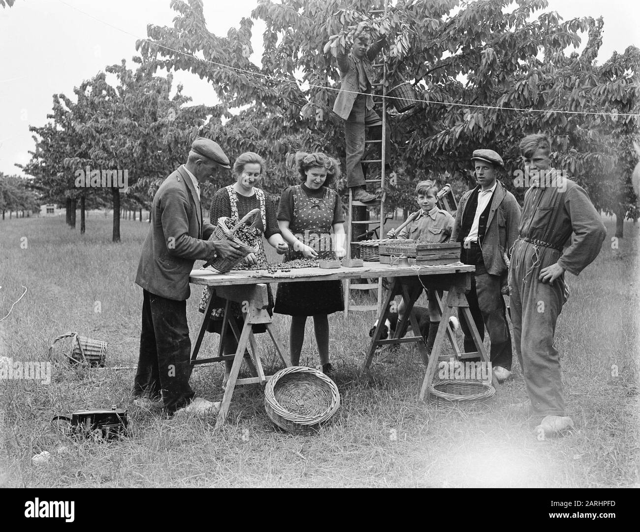 Cueillette des cerises du Betuwe. Date De Tri: 31 Mai 1948 Lieu: Betuwe Banque D'Images