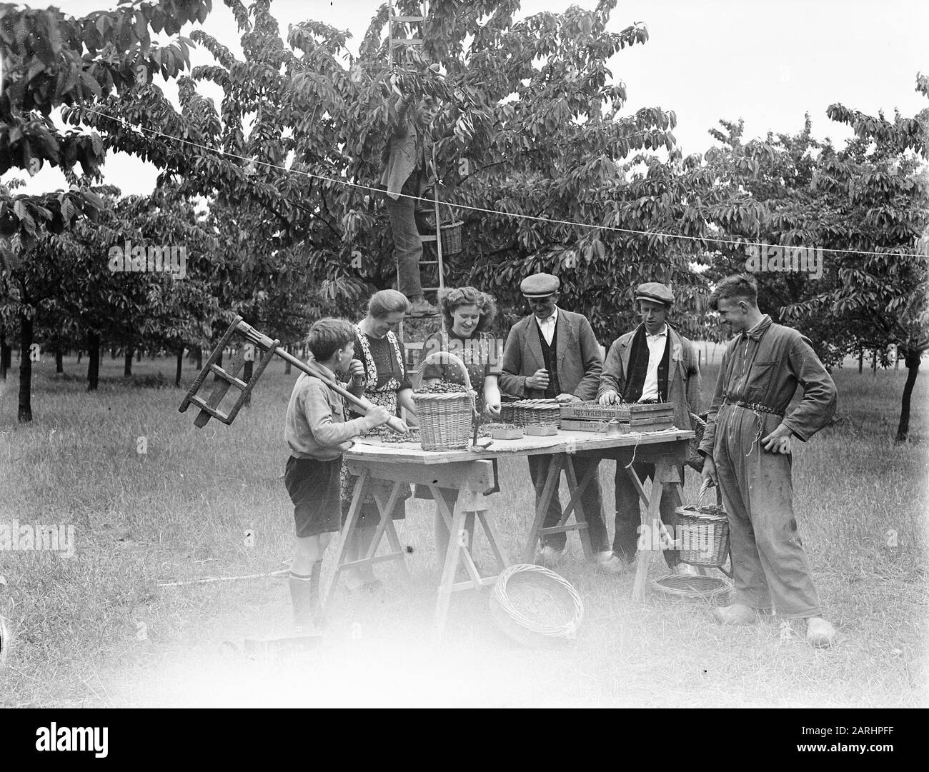 Cueillette des cerises du Betuwe. Garçon avec ratel Date: 31 mai 1948 lieu: Betuwe mots clés: Pickers Banque D'Images