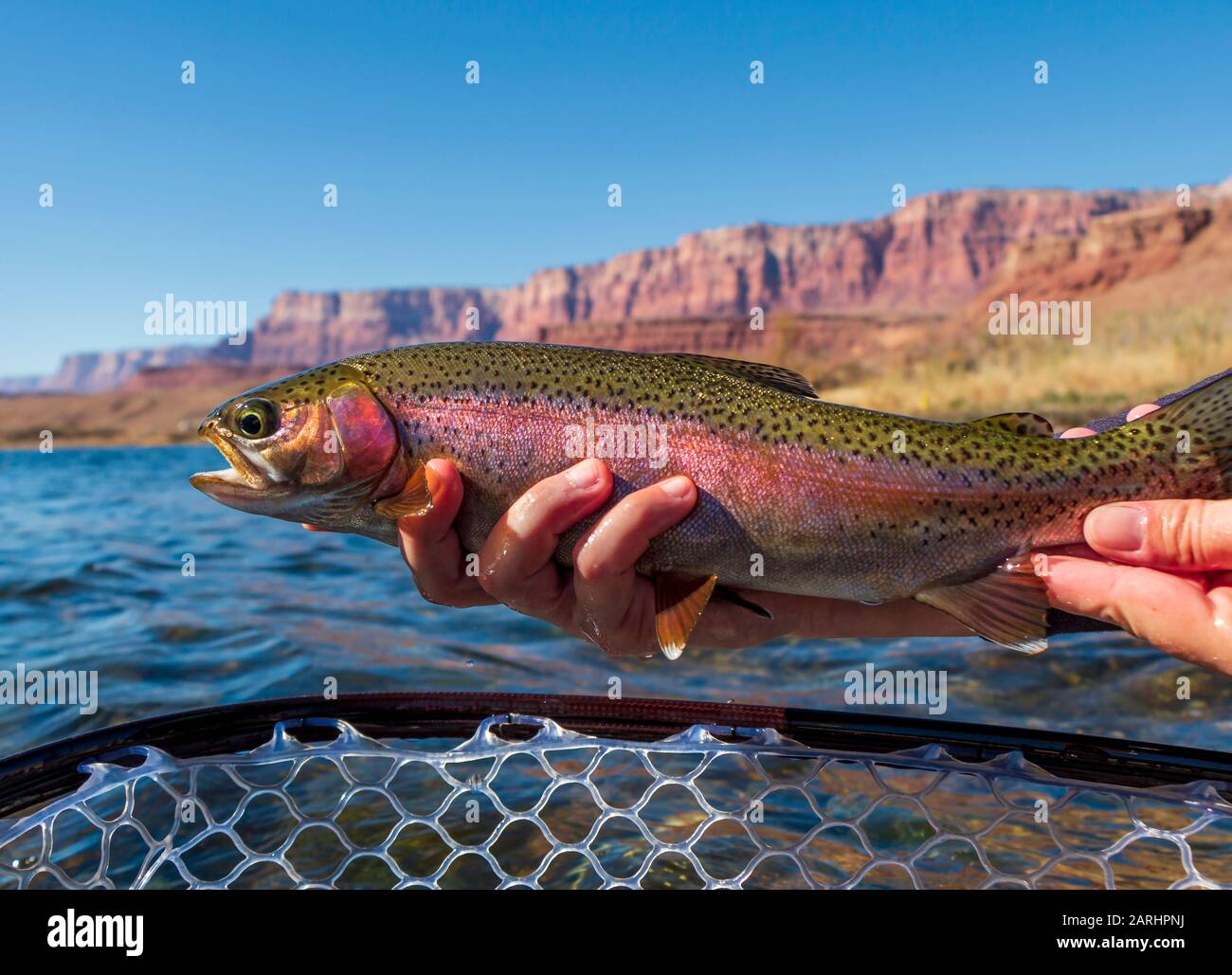 Truite Arc-En-Ciel Prise Et Sortie Pêche À La Mouche Sur Le Fleuve Colorado En Arizona Banque D'Images