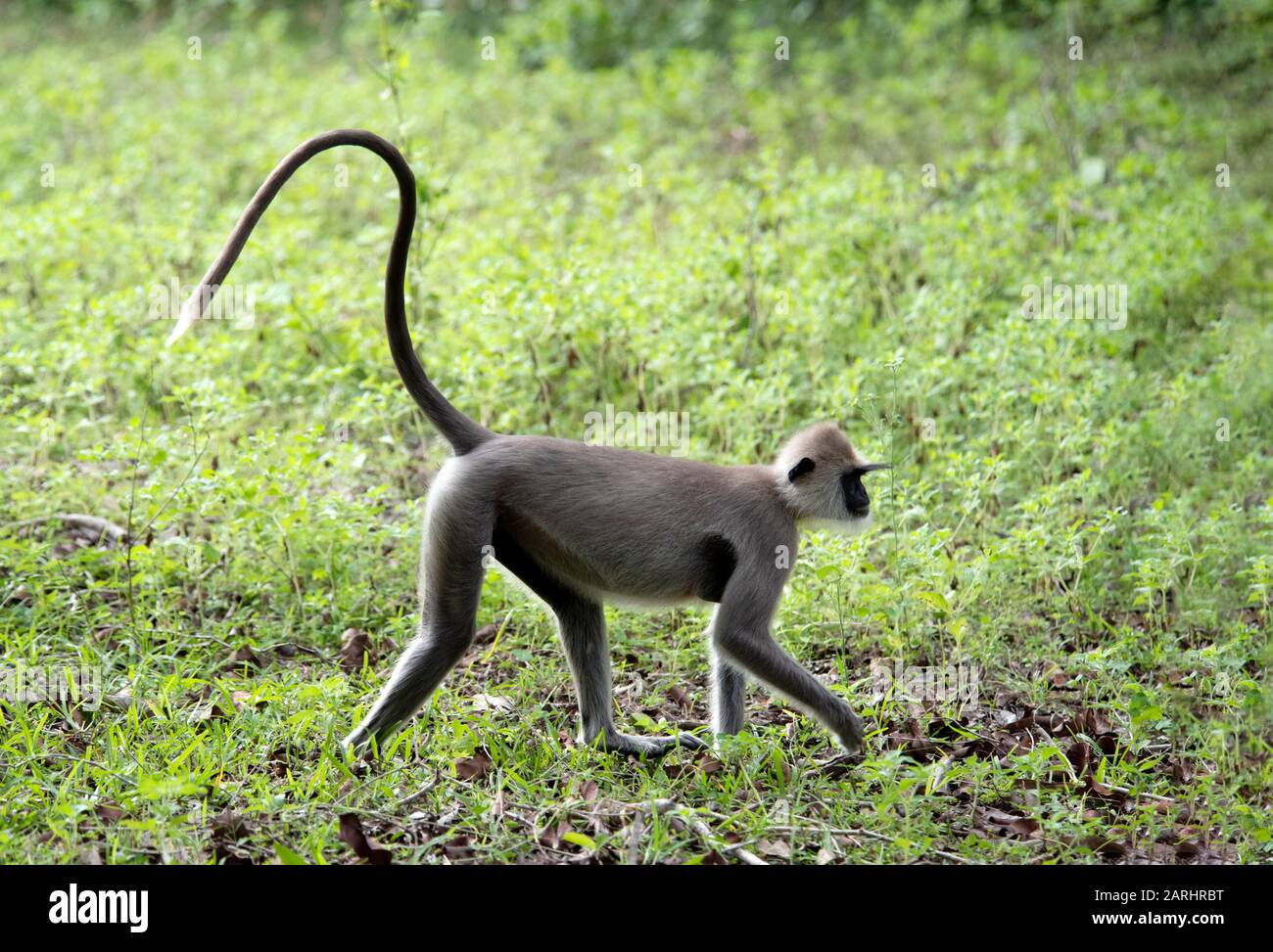 Gris langue tuftée, Semnopithecus priam, Kumana Ramsar Wetland Cluster, Sri Lanka, marchant avec queue vers le haut Banque D'Images