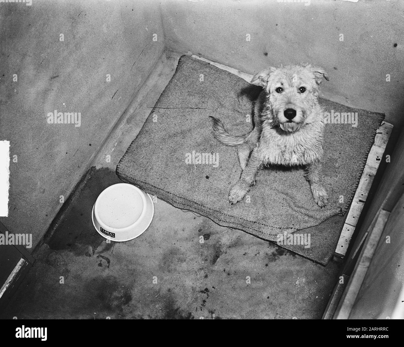 Pension de chien droit du pigeon Date : 1 juin 1949 lieu : droit du pigeon mots clés : embarquement de chien Banque D'Images