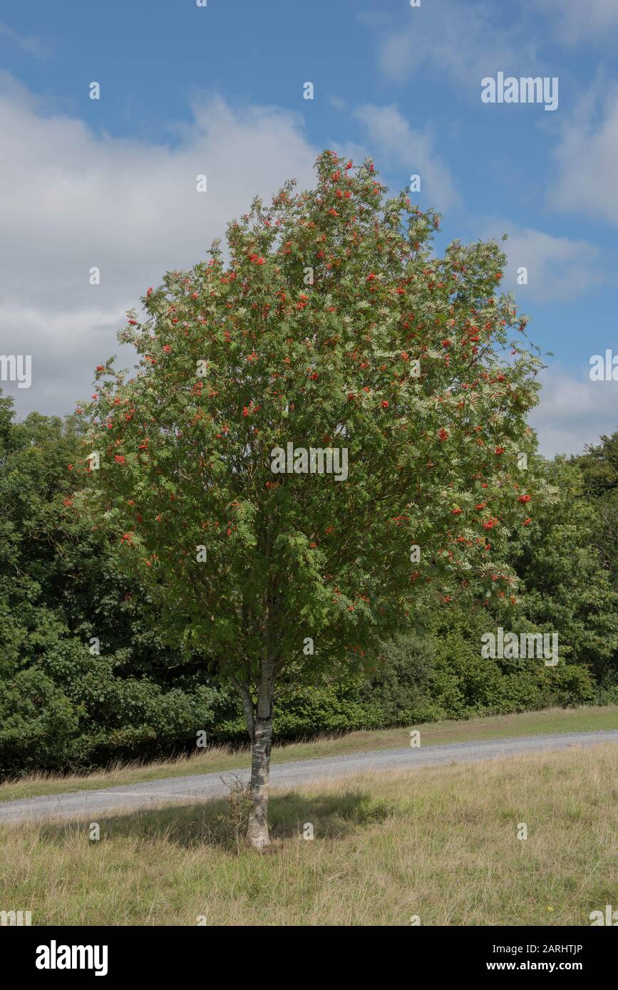 Foliage d'été et Fruit rouge d'un arbre de Rowan ou de montagne des cendres (Sorbus aucuparia) dans le Devon rural, Angleterre, Royaume-Uni Banque D'Images