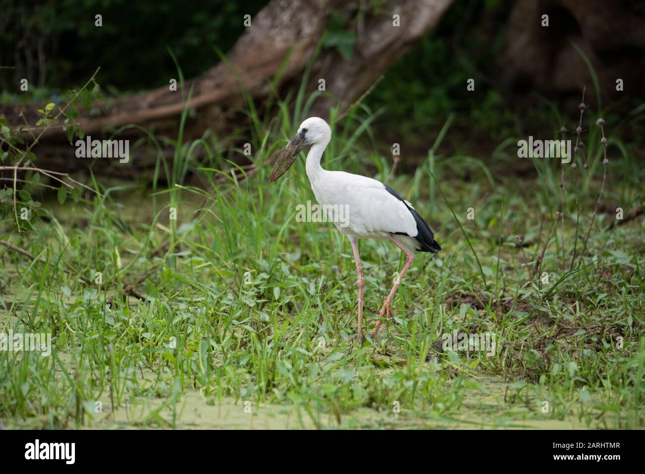 Les adultes d'Asie Openbill Stork, Anastomus oscitans, Yala National Park, Sri Lanka, ont un écart entre la mandibule supérieure voûtée et la mandibe inférieure récurrente Banque D'Images