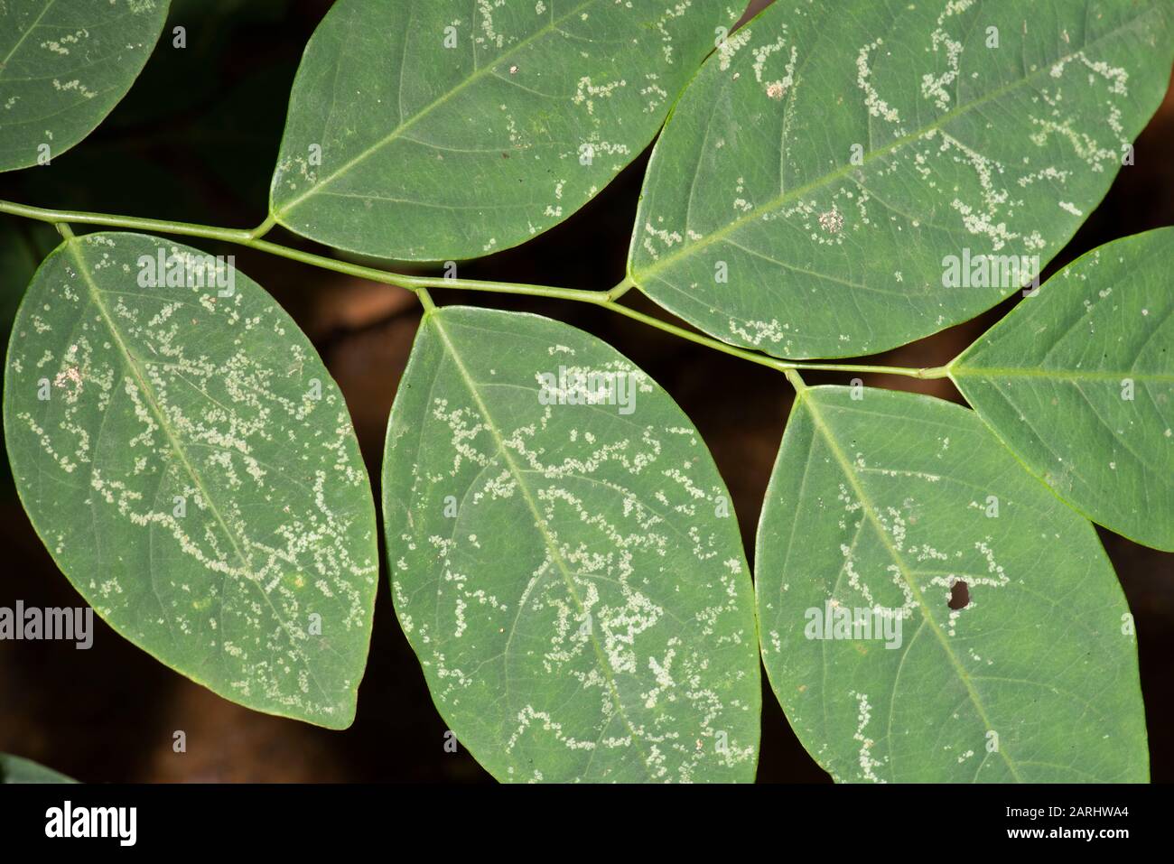 Insecte d'extraction de feuilles, espèces de papillons, sur la feuille, site du patrimoine mondial de Sinharaja, Sri Lanka, Banque D'Images