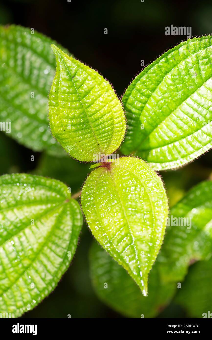 Gros plan sur les feuilles de Dichaetanthera cordifolia, site du patrimoine mondial de Sinharaja, Sri Lanka, plante hôte pour Giraffe Necked Weevil, Trachelophore giraff Banque D'Images