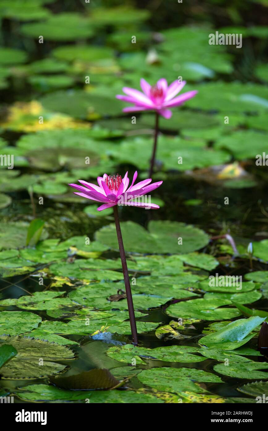 Lotus étoile, nénuphars rouge et bleu, nénupharea nouchali, site du patrimoine mondial de Sinharaja, Sri Lanka, fleur nationale du Sri Lanka A. Banque D'Images