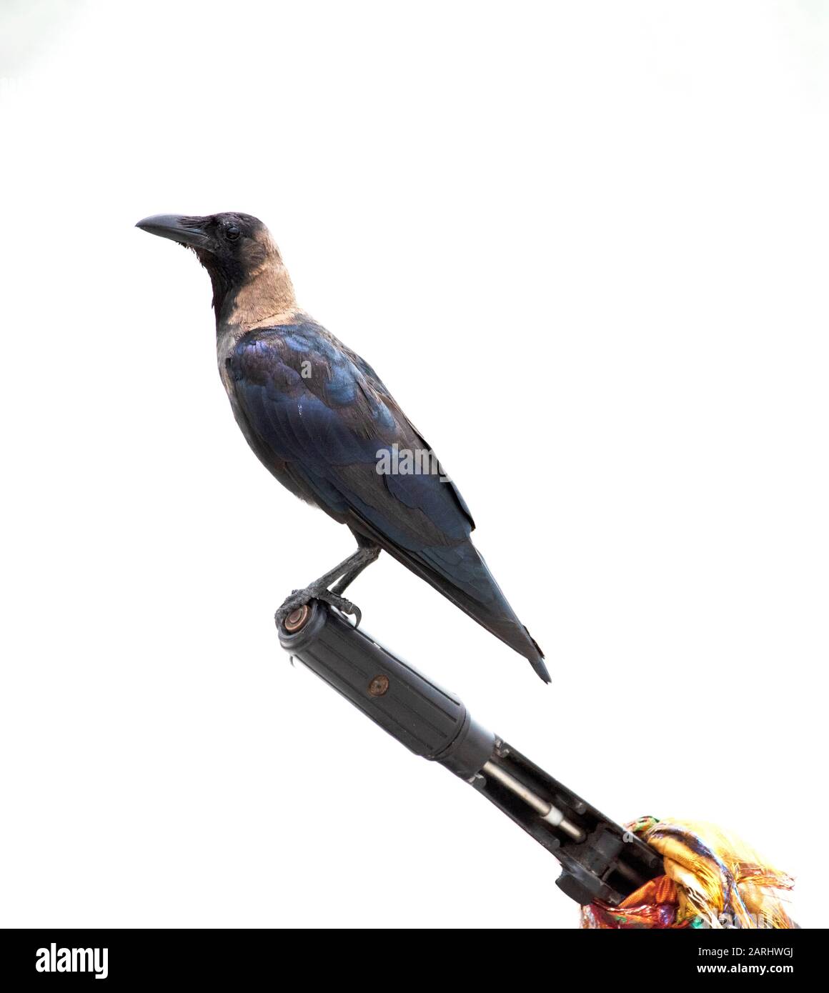 House Crow, Corvus Splendens, perché sur des bateaux de pêche sur la plage, de la nourriture, Pasikuda Beach, Sri Lanka Banque D'Images