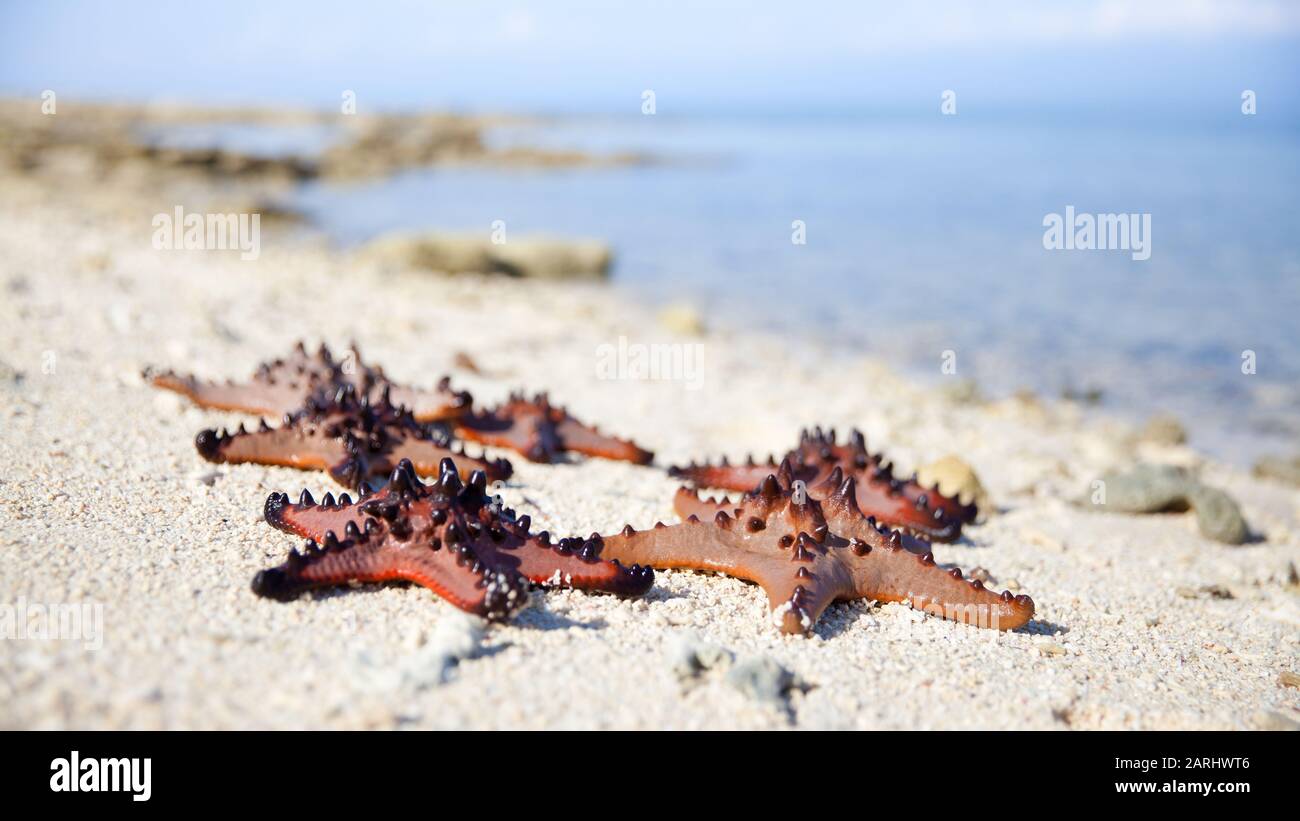 Starfish sur la plage, à proximité. Starfish sur sable avec fond d'eau turquoise Banque D'Images