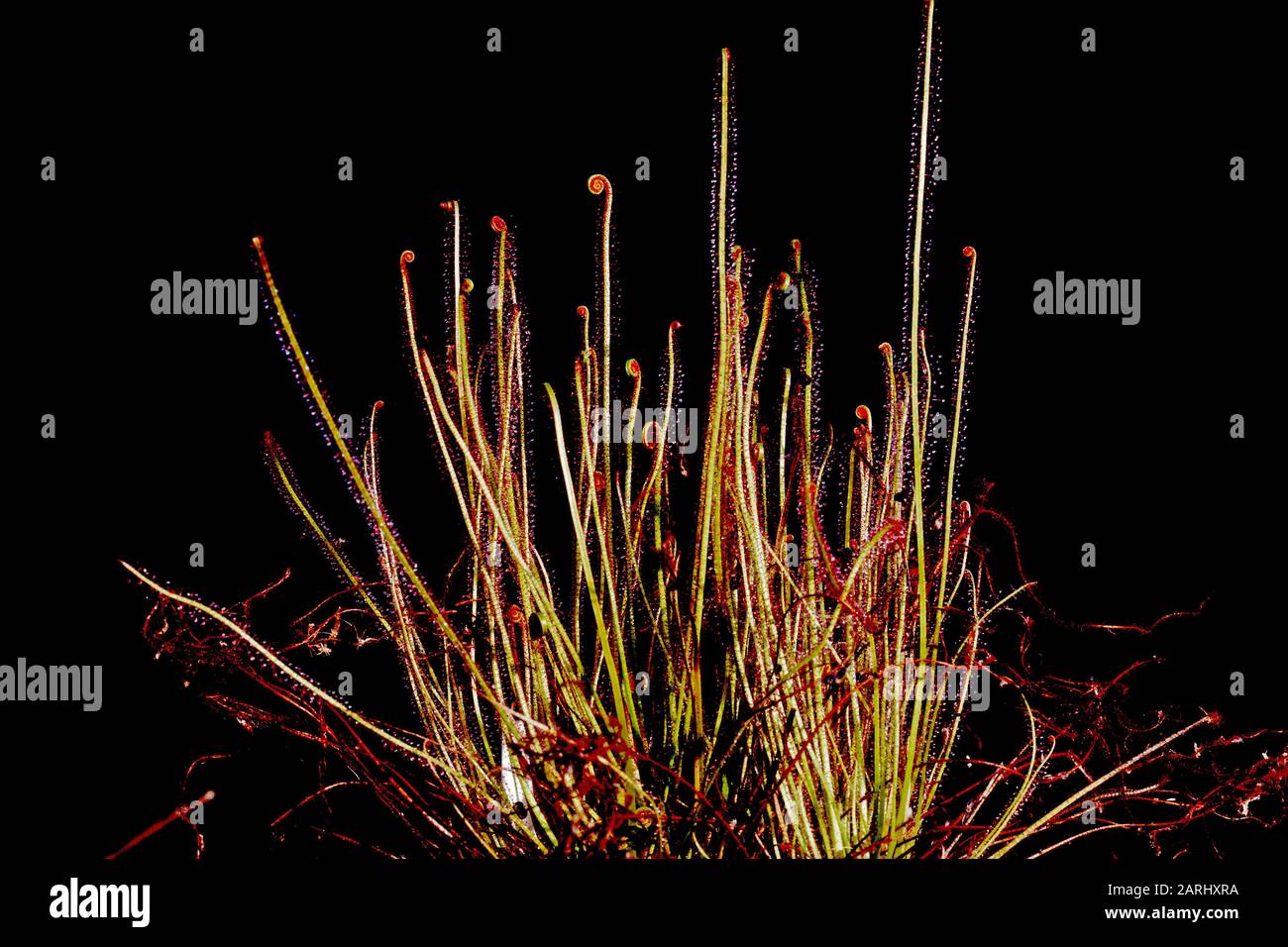 Drosera filiformis, communément appelée sundew à feuilles filetées, est une petite espèce insectivore et rosace d'herbes vivaces Banque D'Images