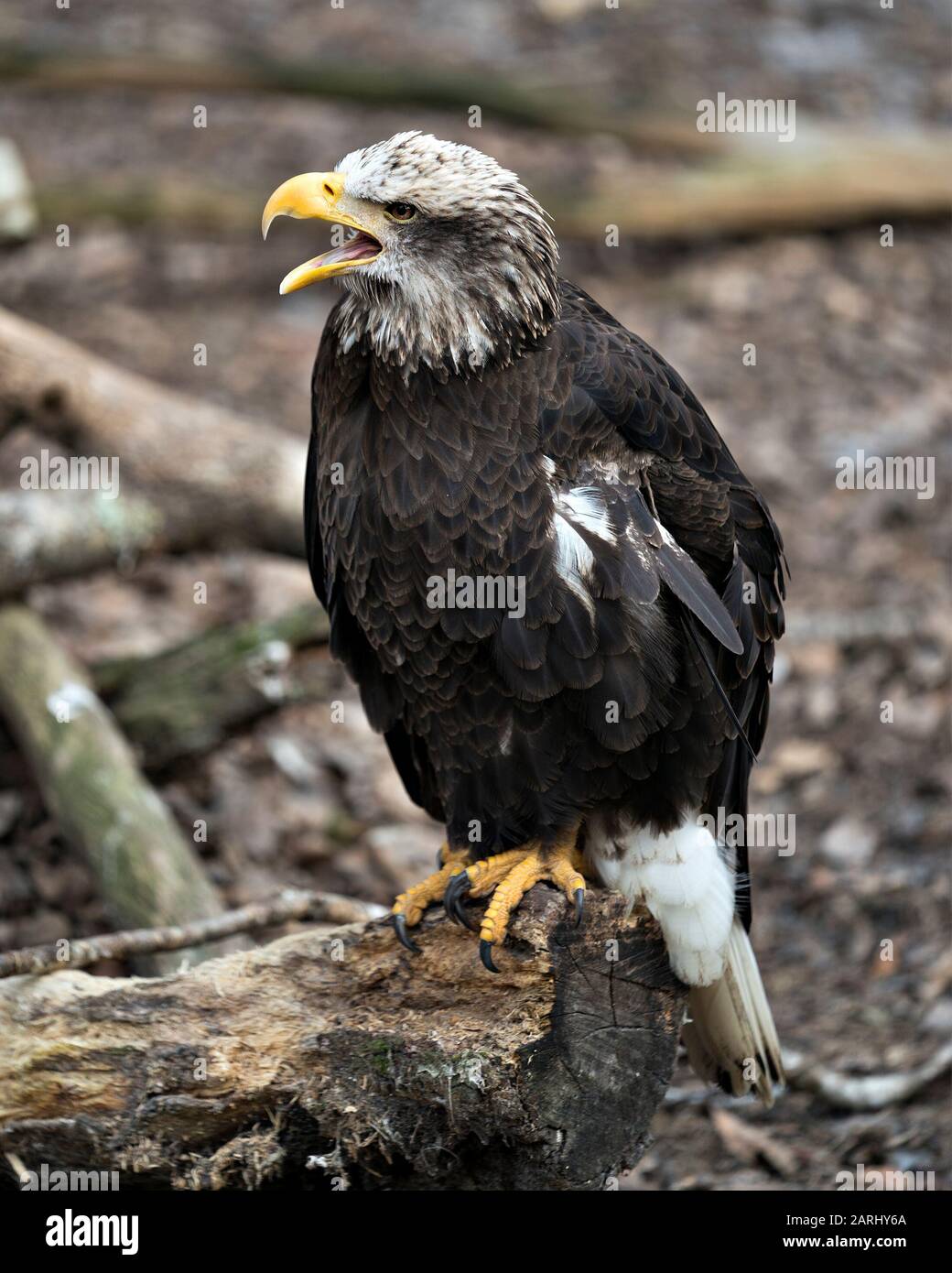 Bald Eagle juveile oiseau vue rapprochée perchée sur un journal avec bec ouvert, affichant des plumes, une tête blanche, des yeux, des tatons, un plumage, dans son capitundi Banque D'Images