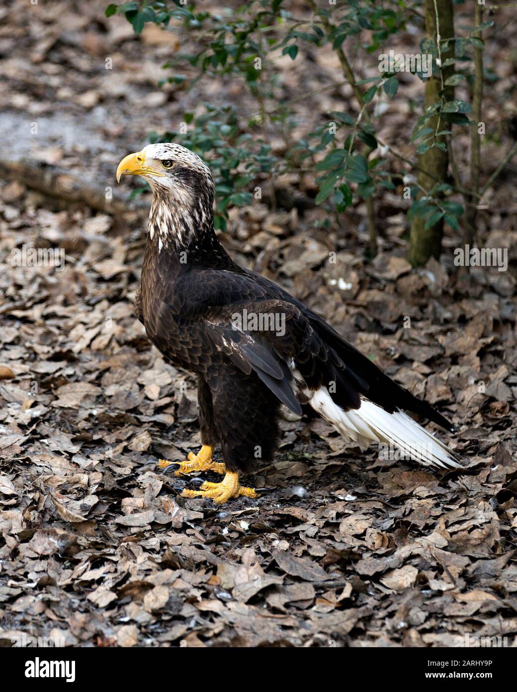 Bald Eagle Juvenile Bird vue de profil présentant des plumes, une tête blanche, un œil, un bec, des tatons, un plumage, une queue blanche, dans ses environs et dans son environnement Banque D'Images