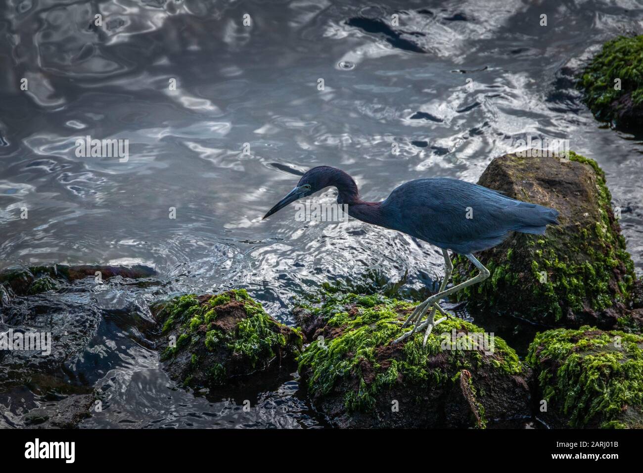 Little Blue Heron, Sainte-Lucie Banque D'Images