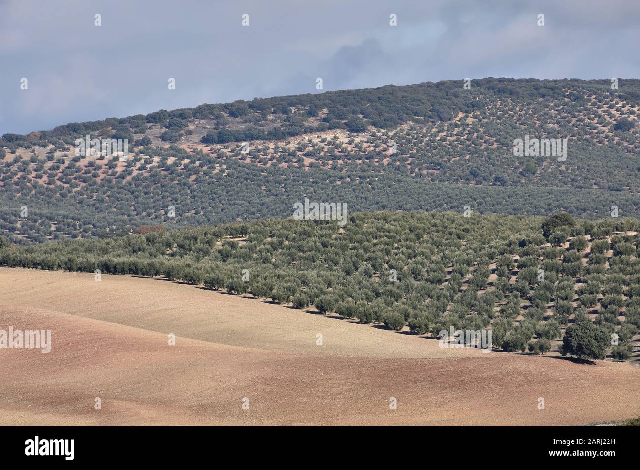 Vue panoramique sur une grande oliveraie à côté des champs préparés pour la culture Banque D'Images