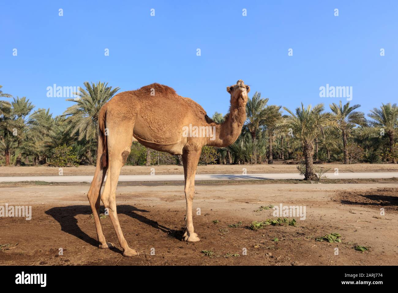 Chameau sur la ferme royale de chameaux dans la capitale de Bahreïn Manama Banque D'Images