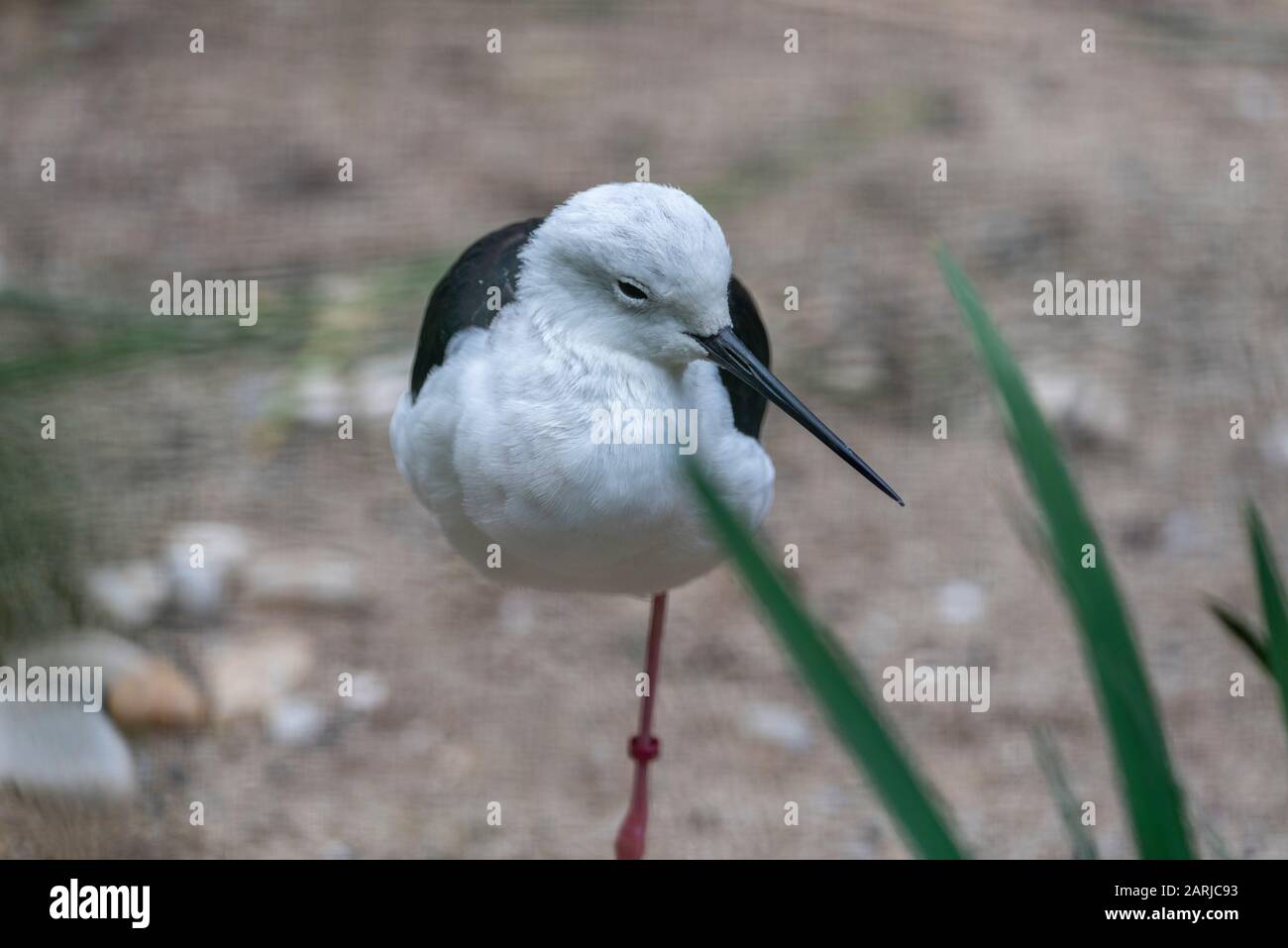 Le stilt à ailes noires a de longues pattes roses, une longue fine note noire et sont noir au-dessus et blanc au-dessous, avec une tête et un cou blancs avec un moun variable Banque D'Images