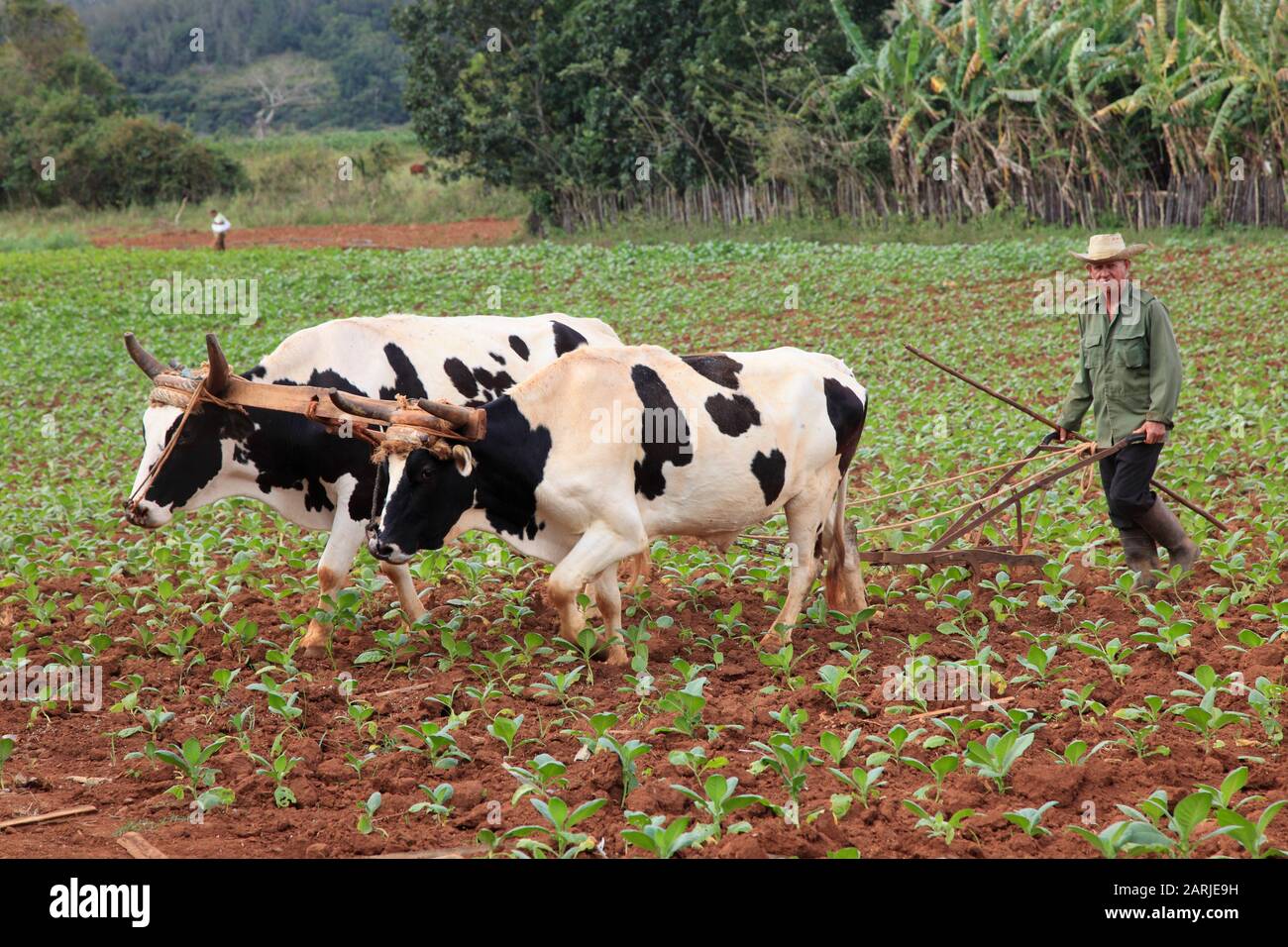 Cuba, Vinales Valley, agriculteur travaillant dans un champ de tabac avec de l'oxen, Banque D'Images