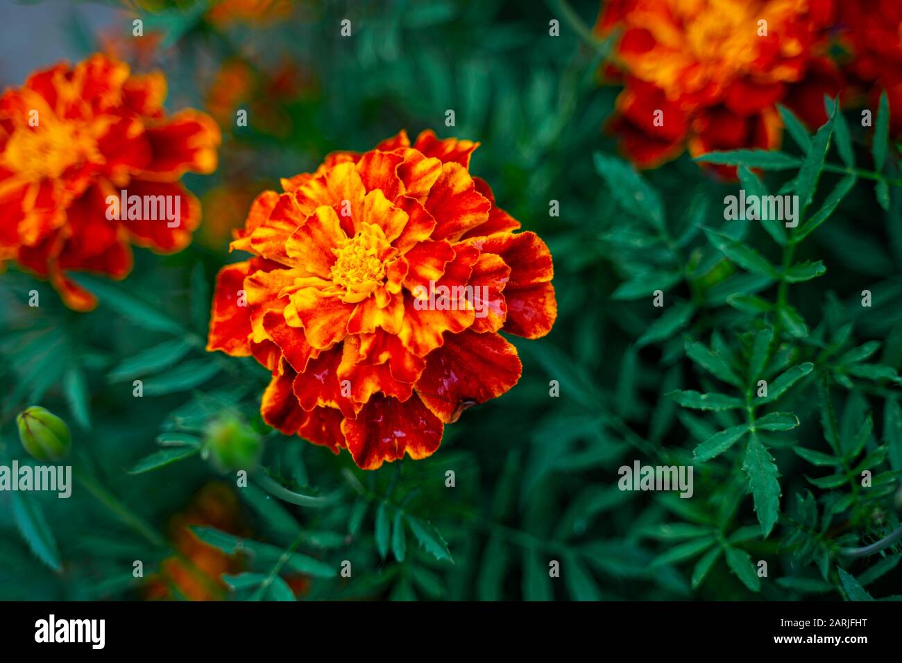 Tagetes patula arrière-plan. Fleurs de marigold françaises Banque D'Images