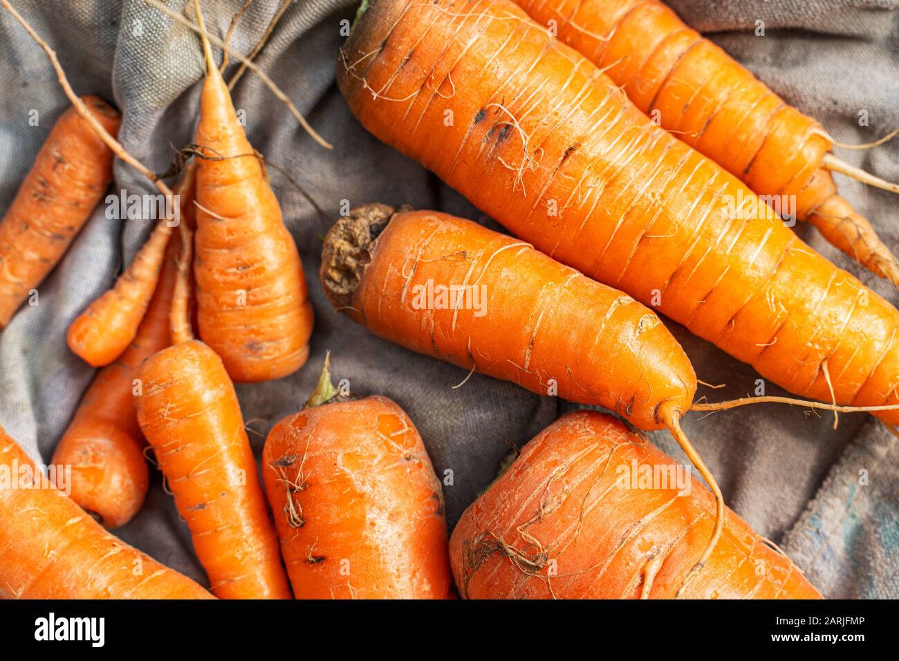Des carottes fraîchement récoltées et lavées se trouvent sur un torp. Vue de dessus Banque D'Images