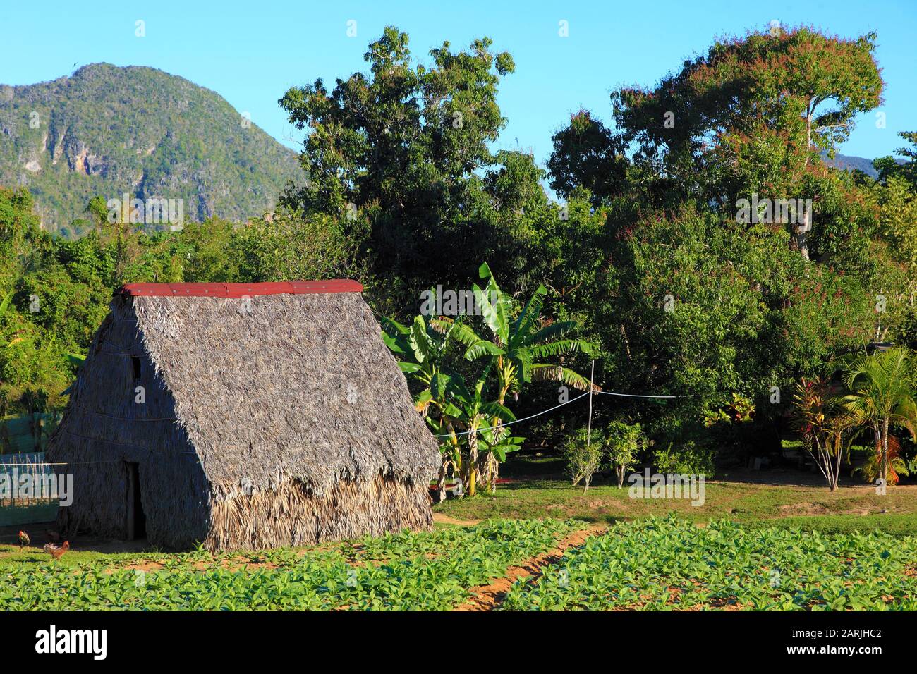 Cuba, Vinales Valley, Valle de Vinales, tabac agricole, étable de séchage du tabac, bohio, Banque D'Images