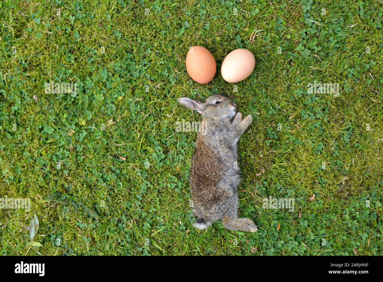 Véritable lapin moelleux avec œufs de poulet sur l'herbe verte naturelle, motif Pâques. Banque D'Images