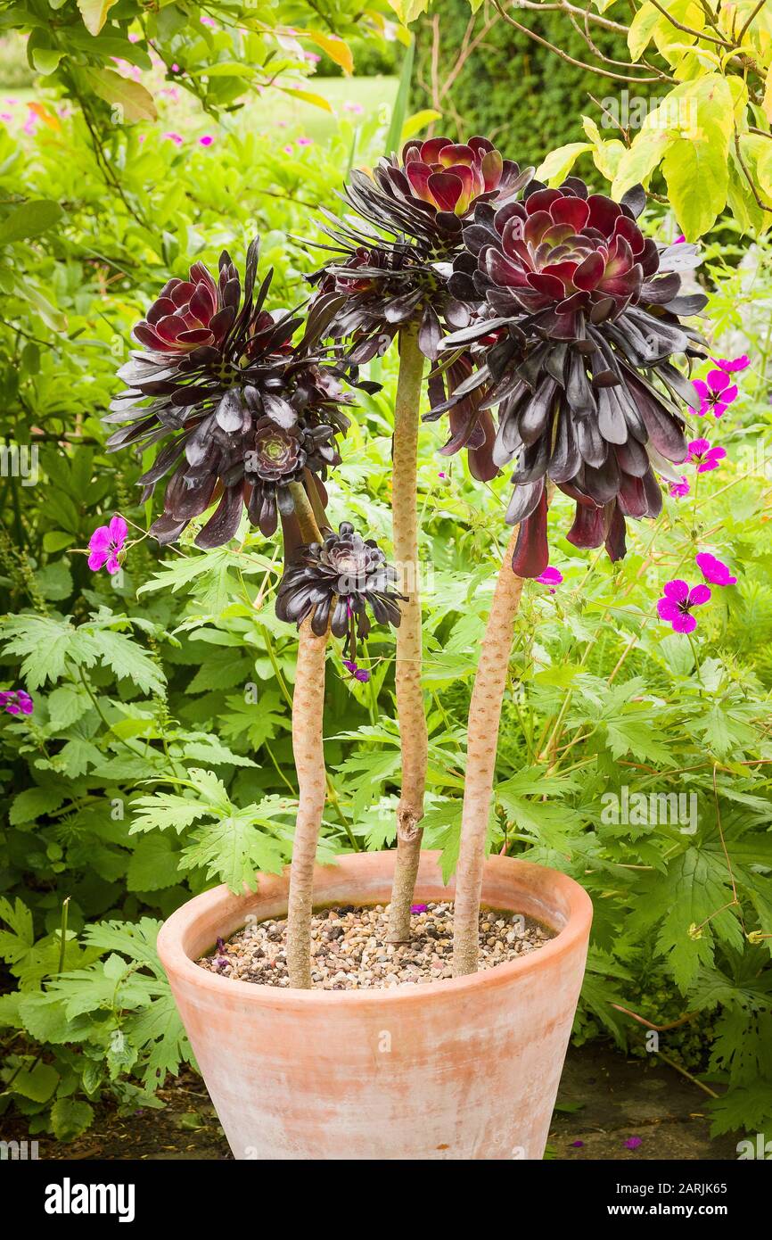 Trois tiges d'Aeonium Zwartkop poussent joyeusement dans un pot en terre cuite dans un jardin anglais Banque D'Images