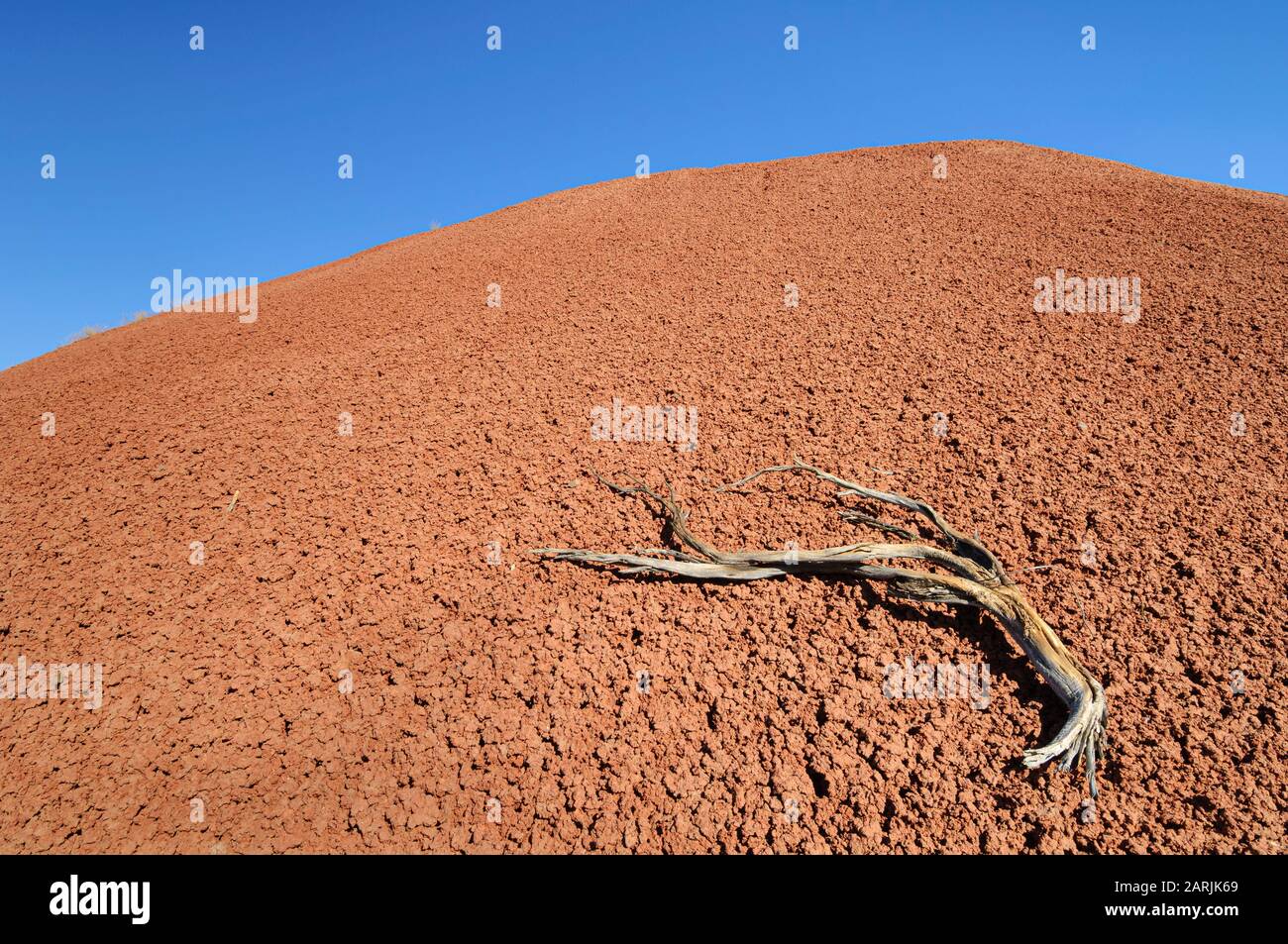 Cendre volcanique et branche de l'arbre de genévrier mort ; sentier Cove à Painted Hills, monument national John Day Fossil Beds, Oregon. Banque D'Images