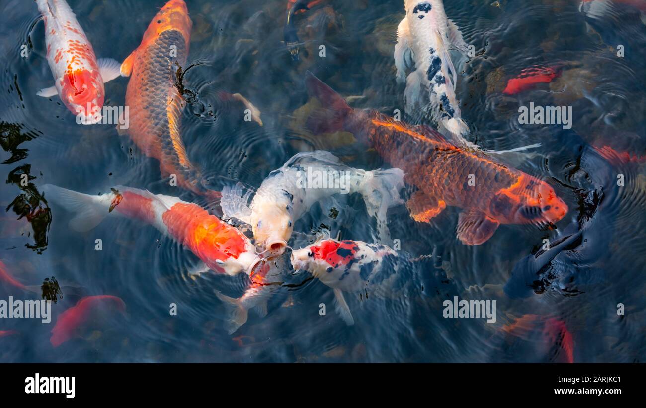 Poisson Koi dans l'étang de Lan su Chinese Garden à Portland, Oregon. Banque D'Images