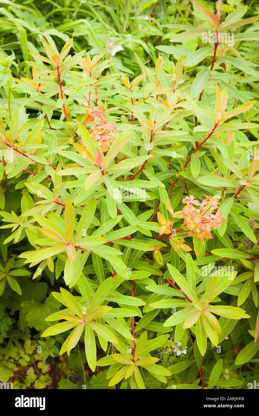 Euphorbia cyparissus porte plusieurs noms mais est une plante vivace répandue Banque D'Images