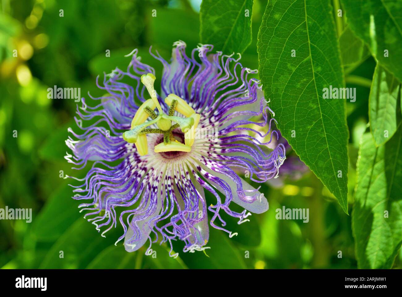 gros plan sur une fleur tropicale violette de passion dans le jardin Banque D'Images