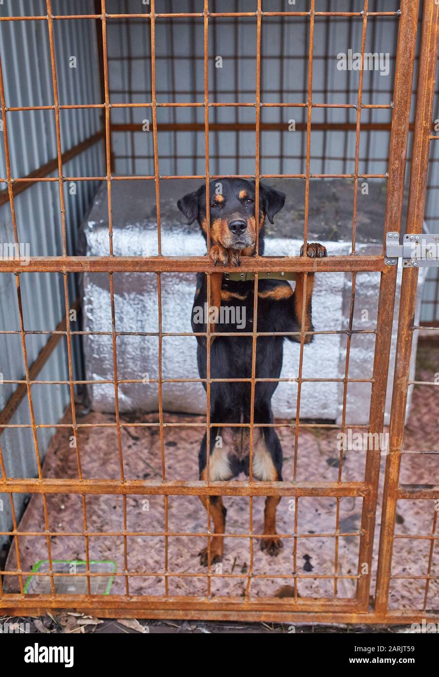 Triste sans-abri rottweiler en refuge pour animaux cage Photo Stock - Alamy