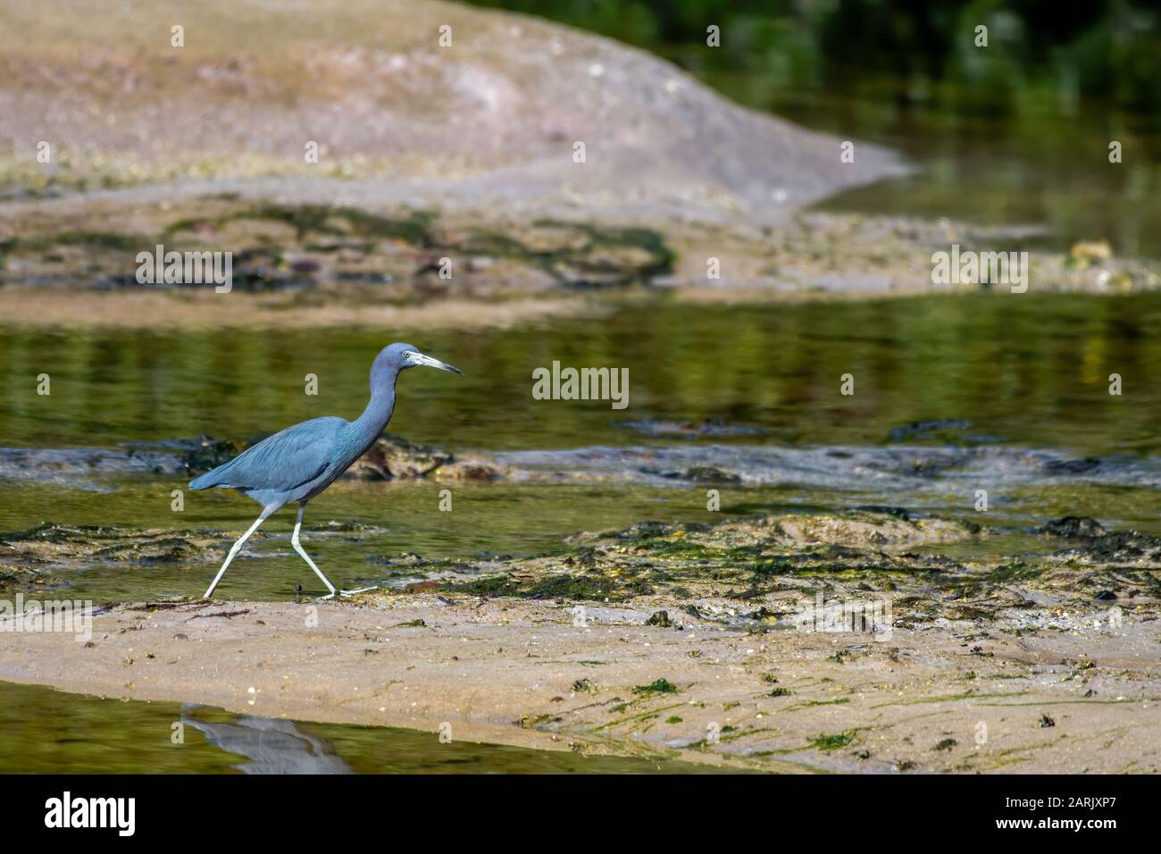 Un petit héron bleu marche le long de la rive Banque D'Images