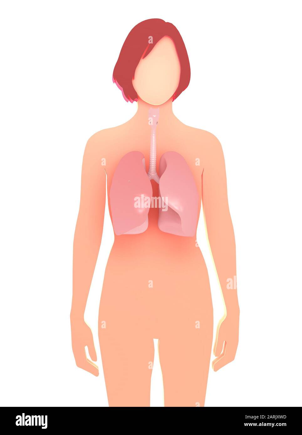 illustration tridimensionnelle de la silhouette graphique d'une femme, montrant les poumons et les bronches qui se distinguent. Représentation graphique de l'anatomie interne. Banque D'Images