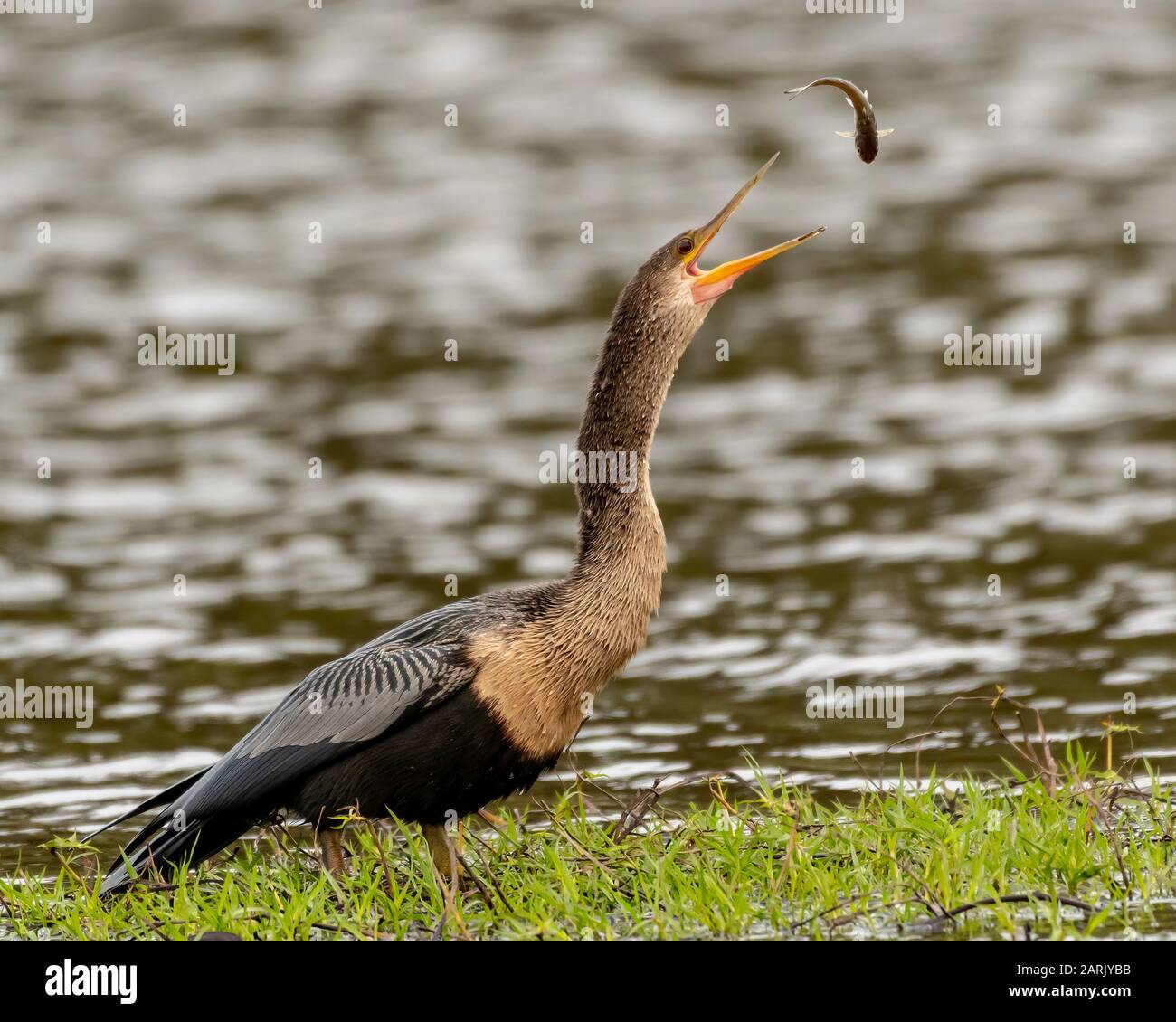 Anhinga tosser un poisson et le manger Banque D'Images