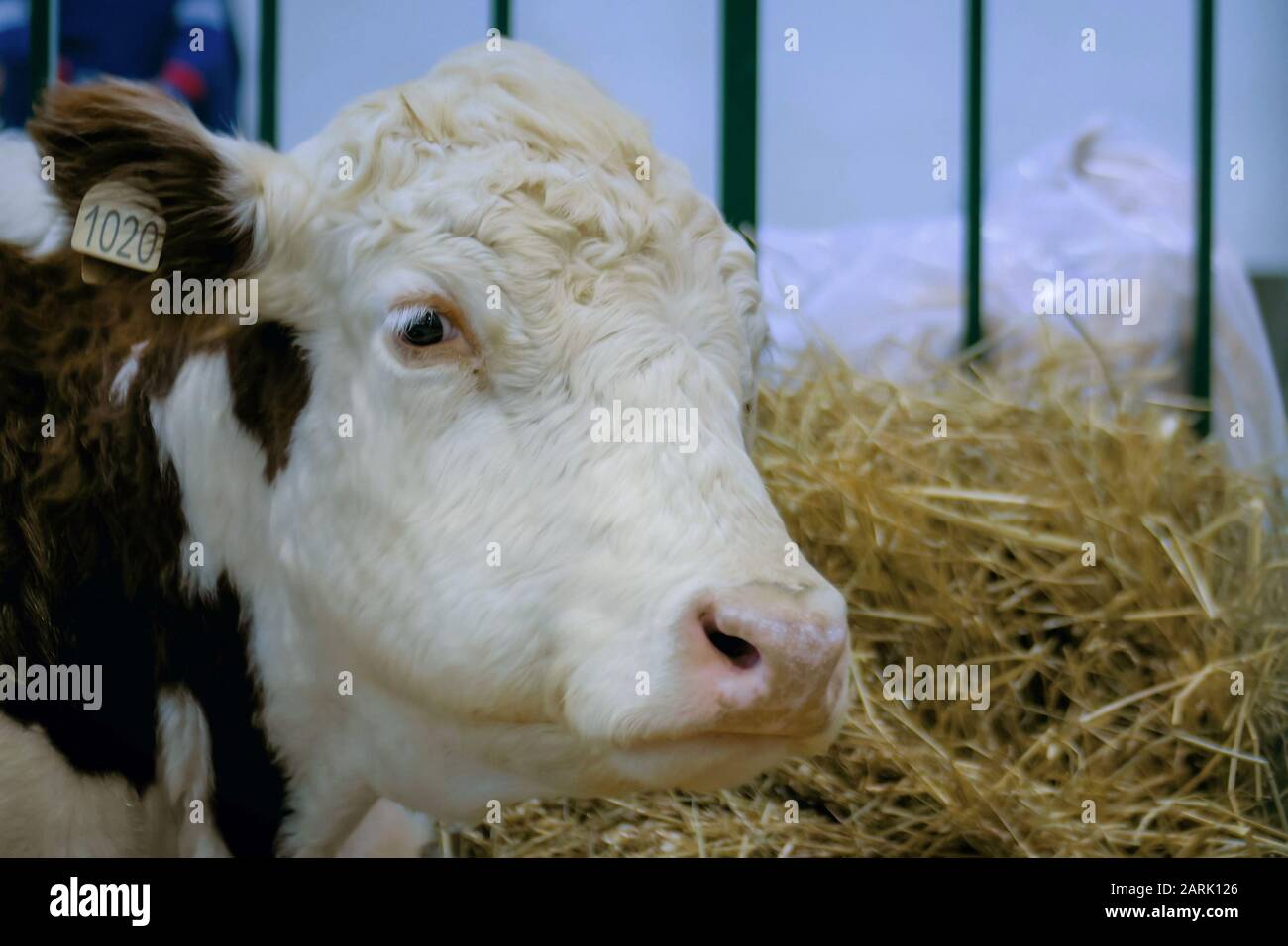 Traite de vache à l'exposition des animaux agricoles, salon - gros plan Banque D'Images