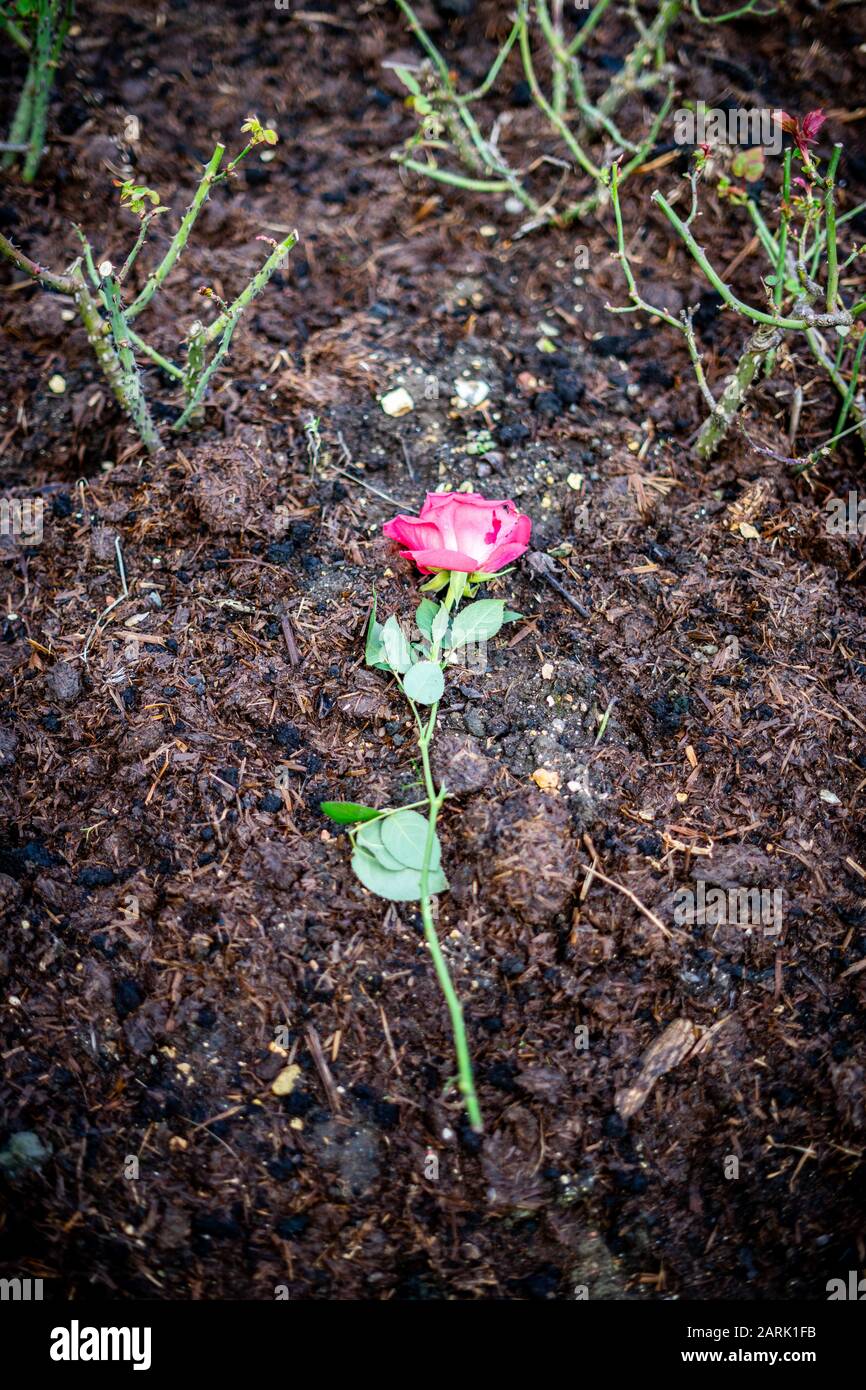 une seule rose posée sur le terrain en souvenir de quelqu'un Banque D'Images