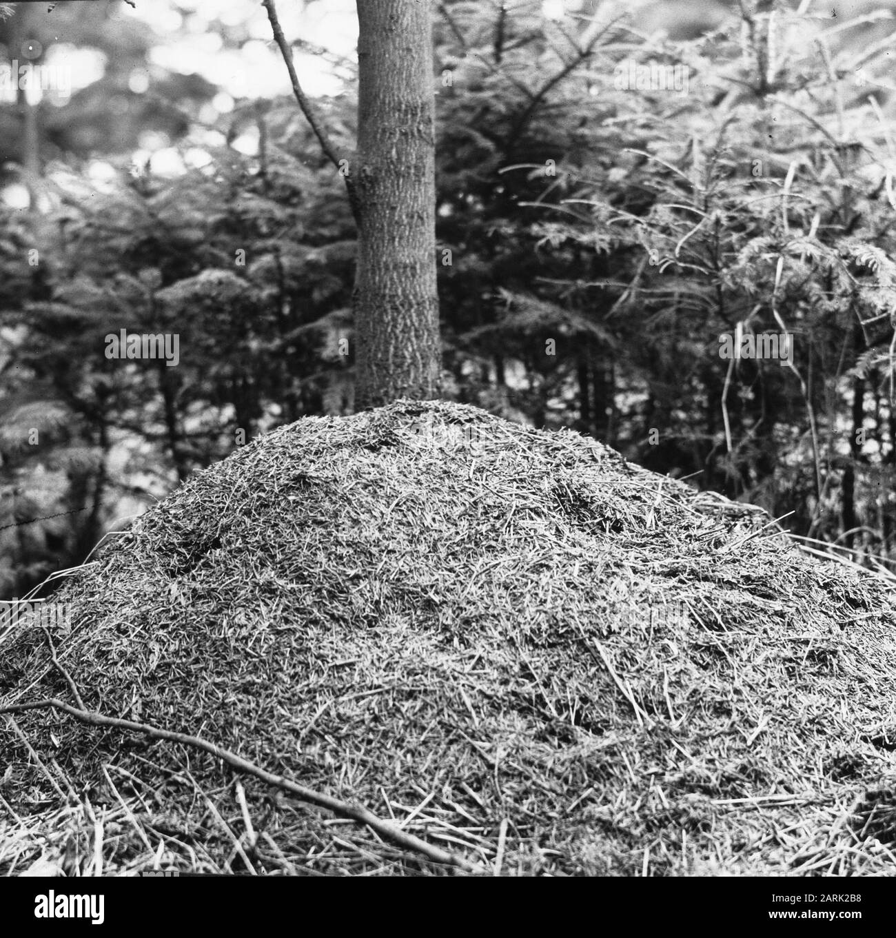 Insectes, fourmi de forêt rouge Date: Non daté mots clés: Insectes Nom personnel: Fourmi de forêt rouge Banque D'Images