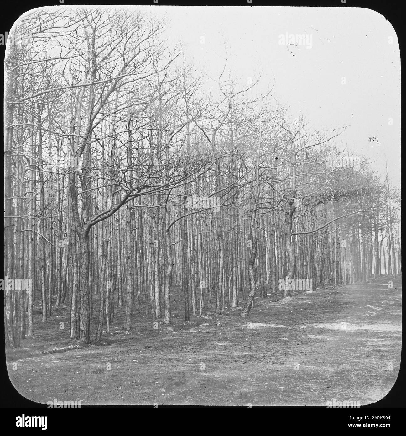 Forêt brûlée dans toute sa désolation/Date: Non datée mots clés: Foresterie, feu de forêt Banque D'Images