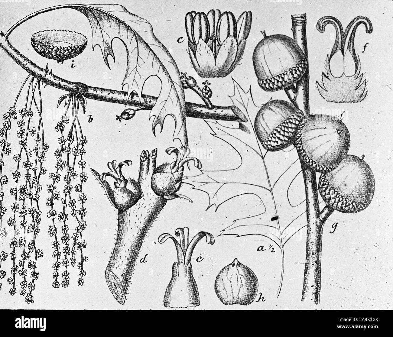 Date de dessin: Non daté mots clés: Arbres, forêts, botanique, avenues, bois à feuilles caduques Nom personnel: Quercus palustris (chêne marécageux) Banque D'Images