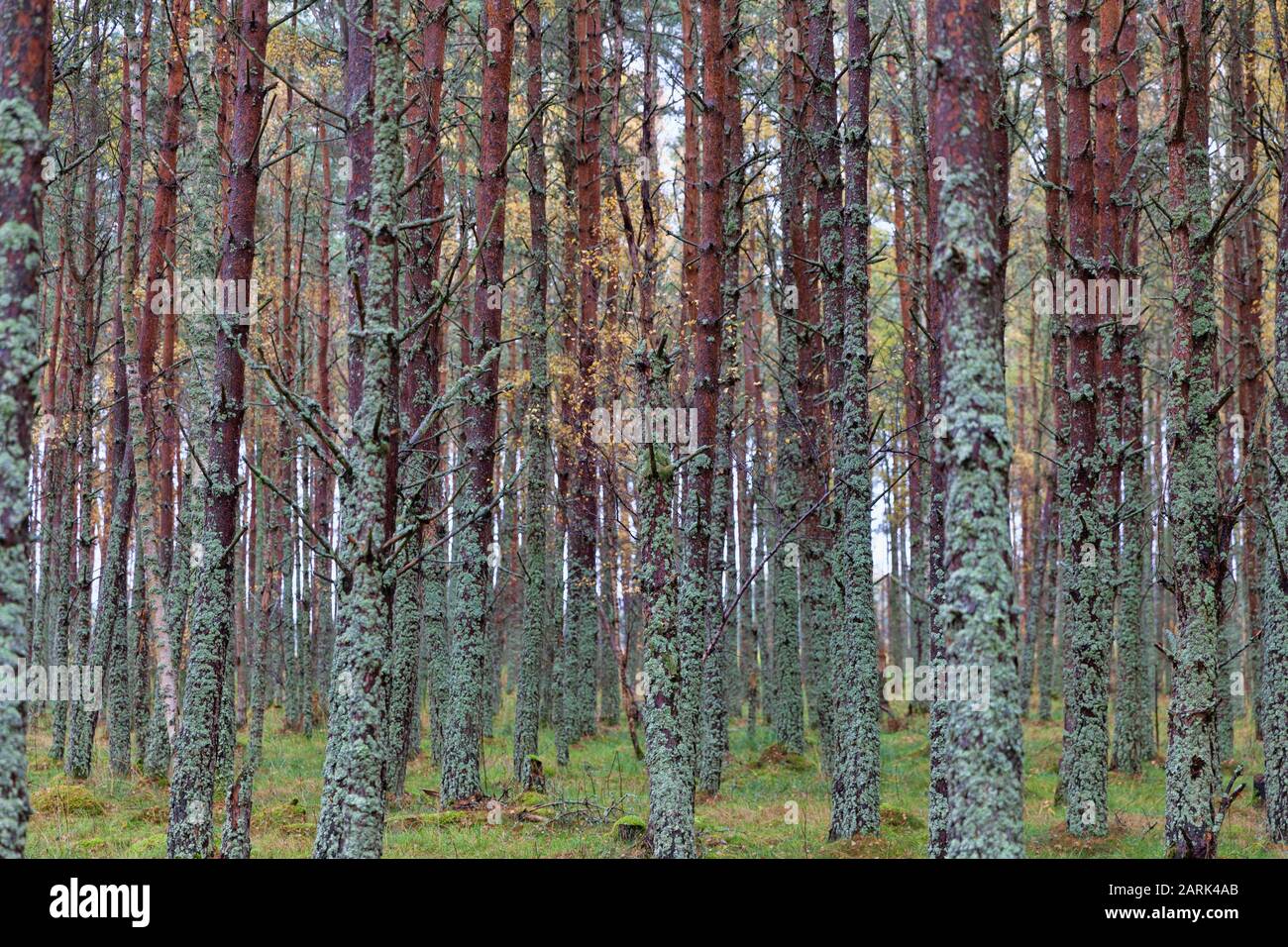 Vue rapprochée de la forêt montrant des pins se tenant près l'un de l'autre Banque D'Images