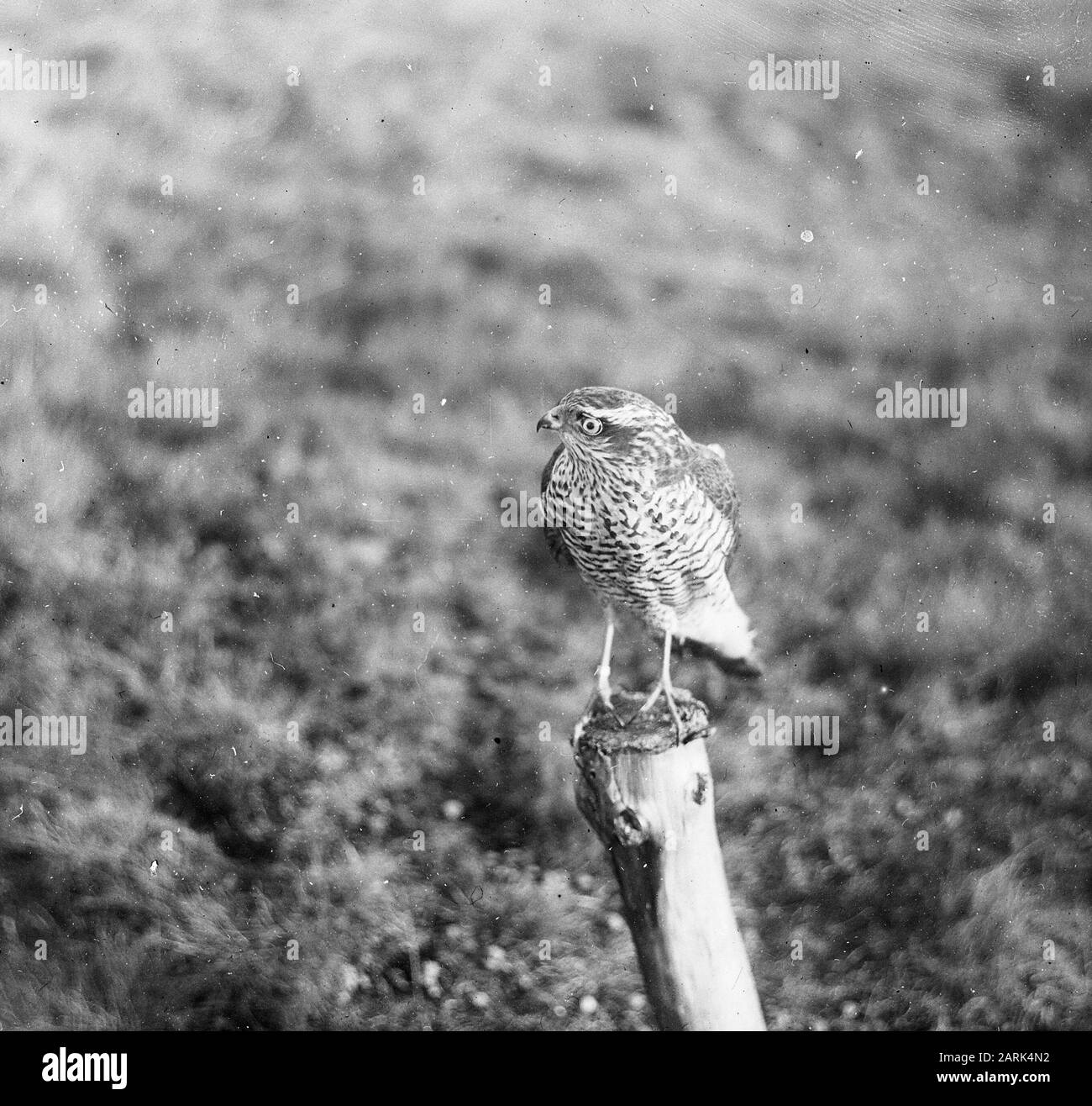Oiseaux, sparrow Date: Non daté mots clés: Oiseaux Nom De La Personne: Sperwer Banque D'Images