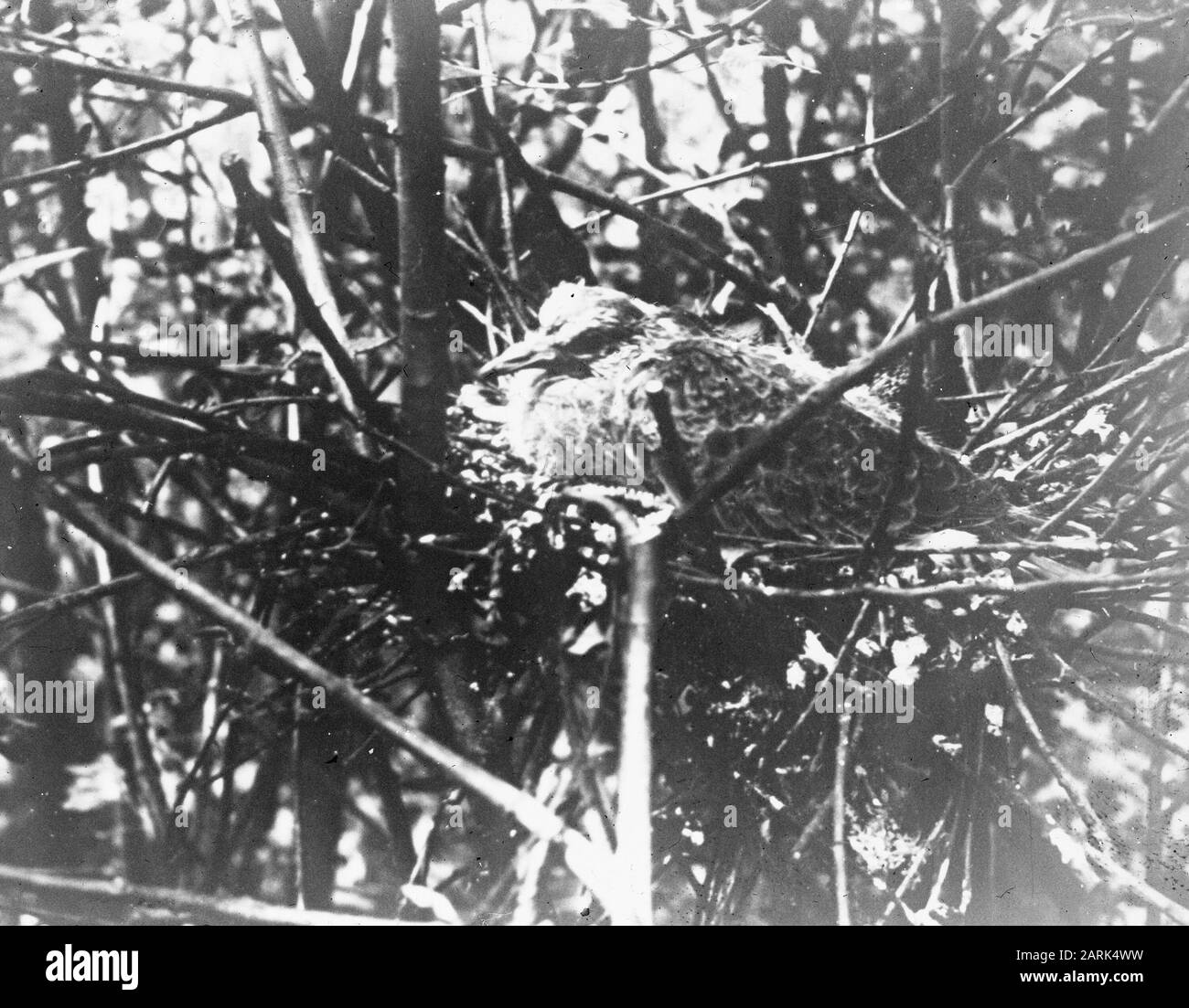 Oiseaux, nids, tourterelle Date: Non daté mots clés: Nids, oiseaux Nom De La Personne: Tortue pigeon Banque D'Images