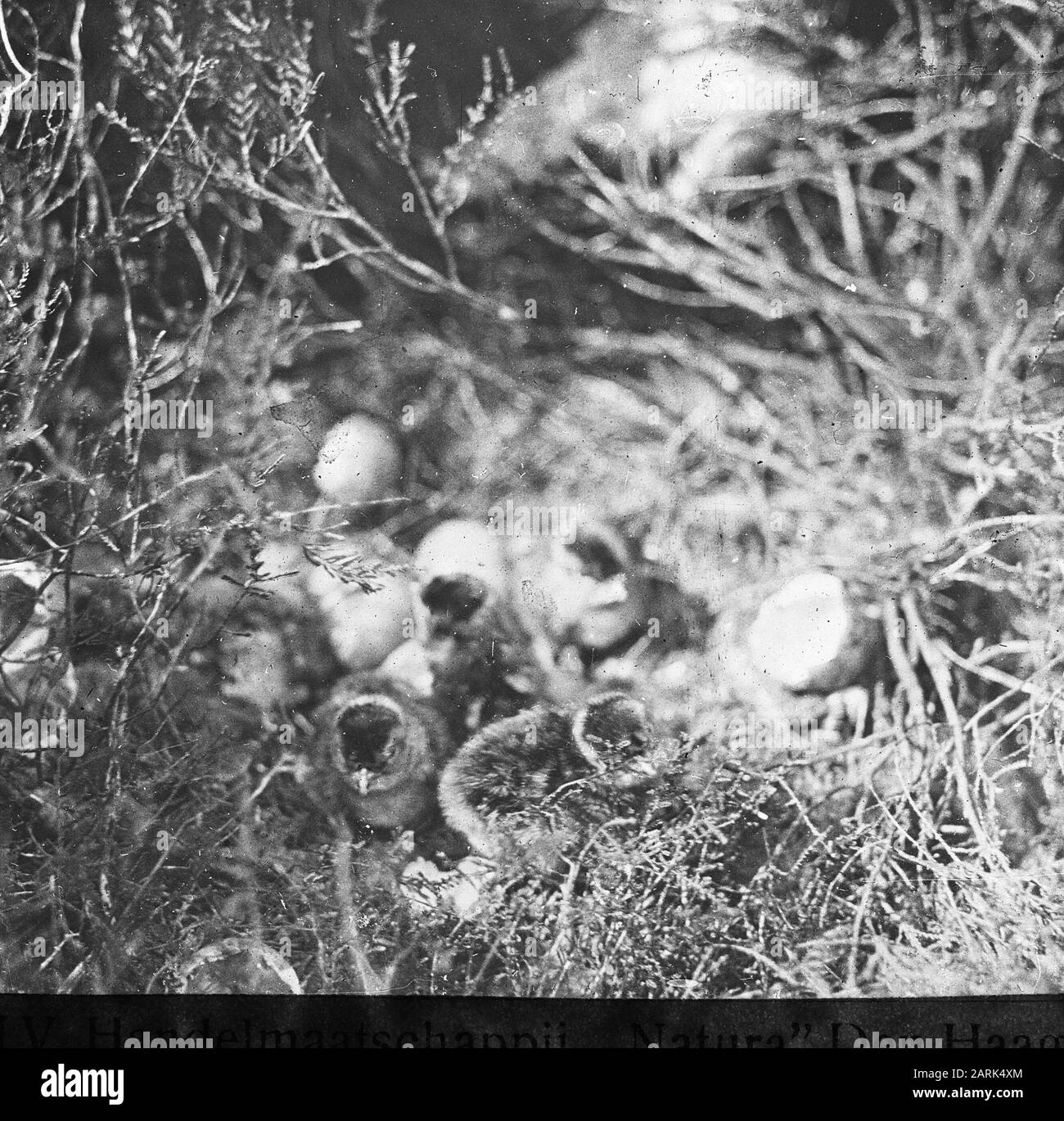 Oiseaux, nids, tétras Date: Non daté mots clés: Nids, oiseaux Nom De La Personne: Grouse Banque D'Images