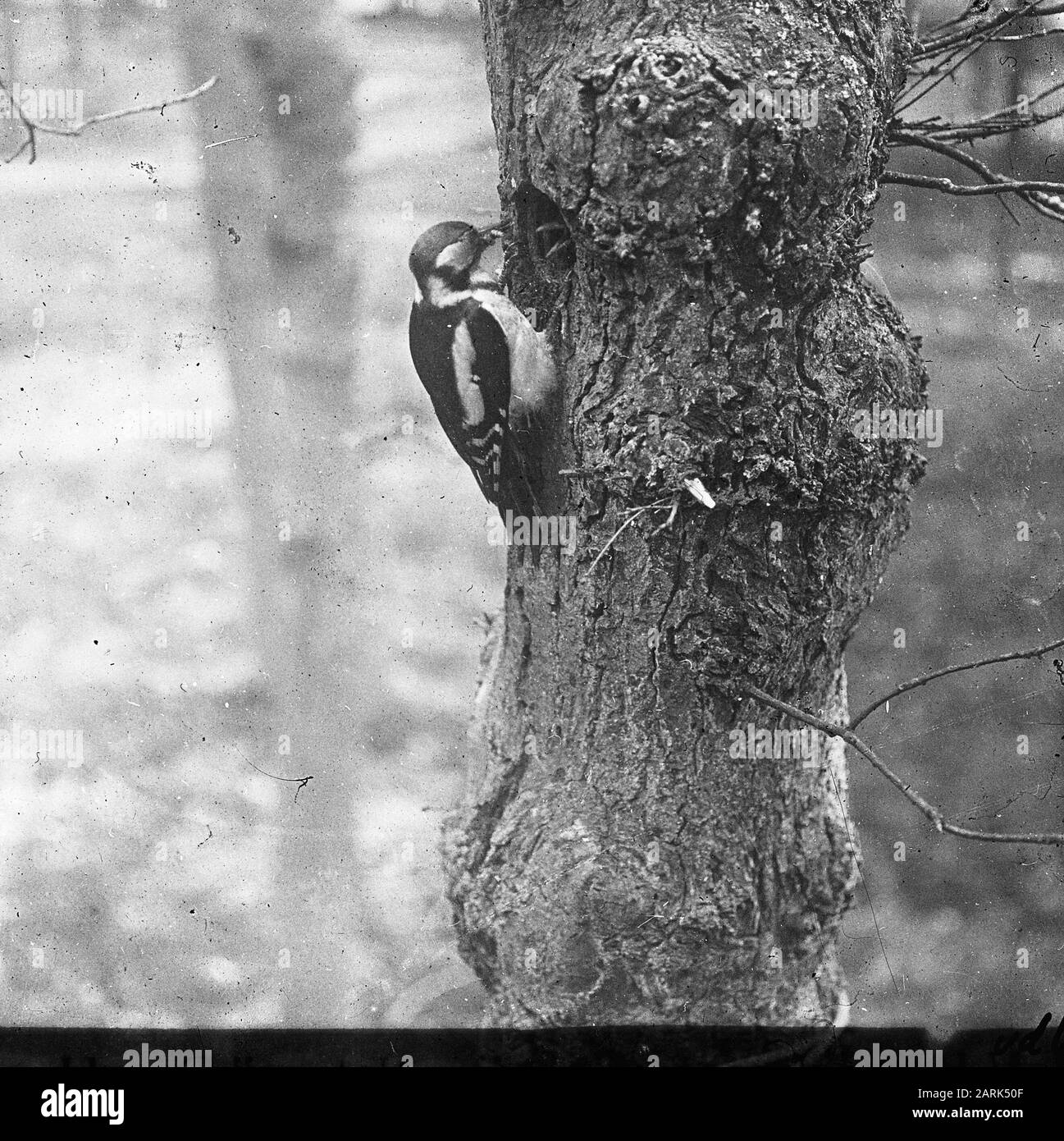 Oiseaux, gros pic à bois variégé Date: Non daté mots clés: Oiseaux Nom personnel: Gros pic à bois variégé Banque D'Images