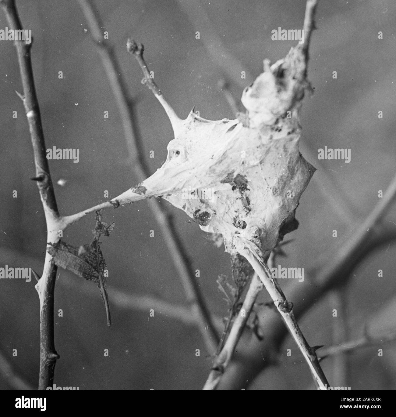 Winternest Date: Non daté mots-clés: Dommages, insectes Nom personnel: Bastaardsatijnbutterm Banque D'Images