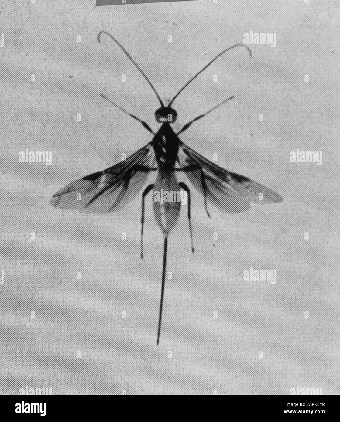 Insectes, dommages, coeloides scolyticida, orme scarabée Date: Non daté mots-clés: Dommages, insectes Nom personnel: Coeloides scolyticida, orme spintcoteyle, guêpe sournoise Banque D'Images