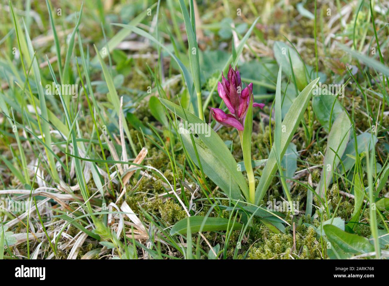 L'orchidée à fleurs plus âgées (Dactylorhiza sambucina) est une plante herbacée appartenant à la famille des Orchidaceae Banque D'Images