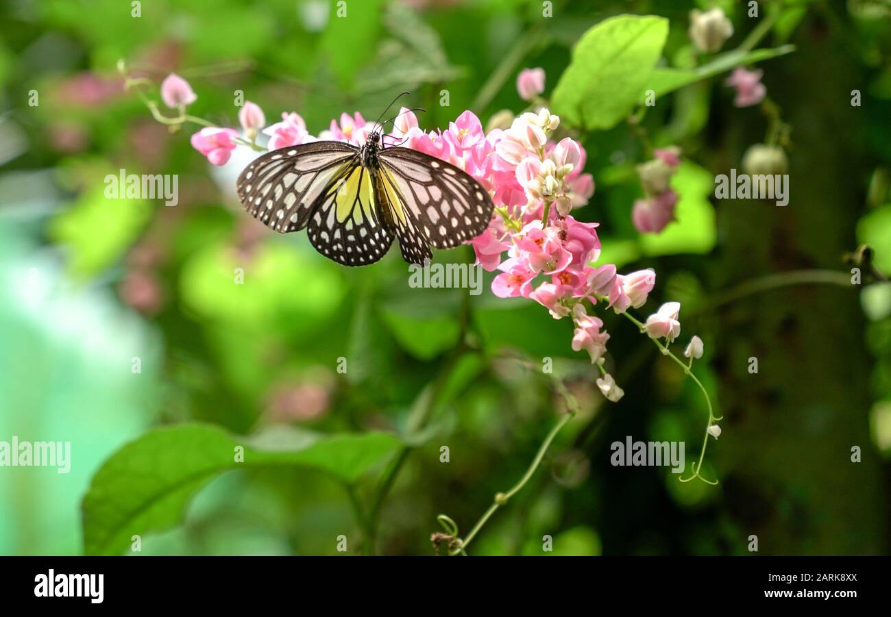 Papillon tigre glassy jaune dans un beau jardin avec des fleurs roses. Espace de copie. Banque D'Images